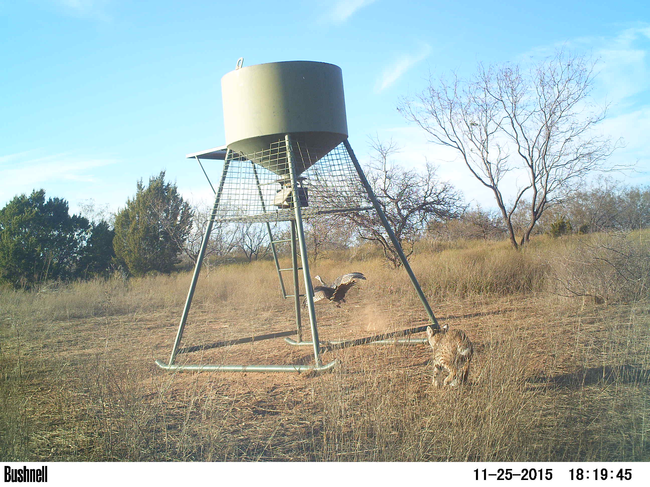 animals at feeder in texas