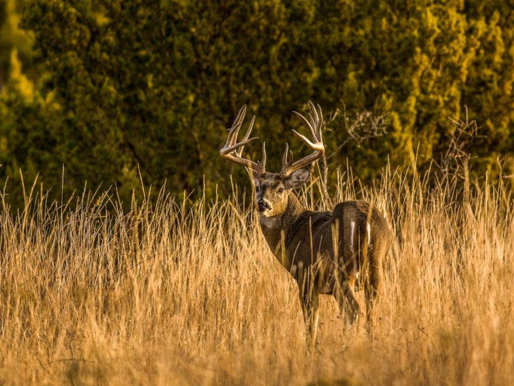 Hunting Lease Resources - Image: KC Wolf Creek Ranch