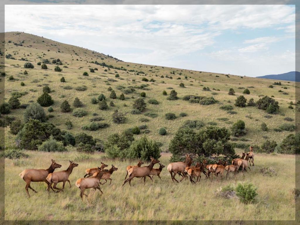 New Mexico Elk