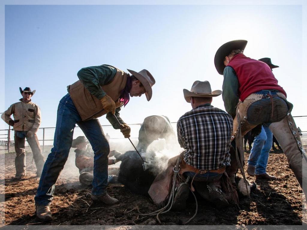 Cowboys branding a cow
