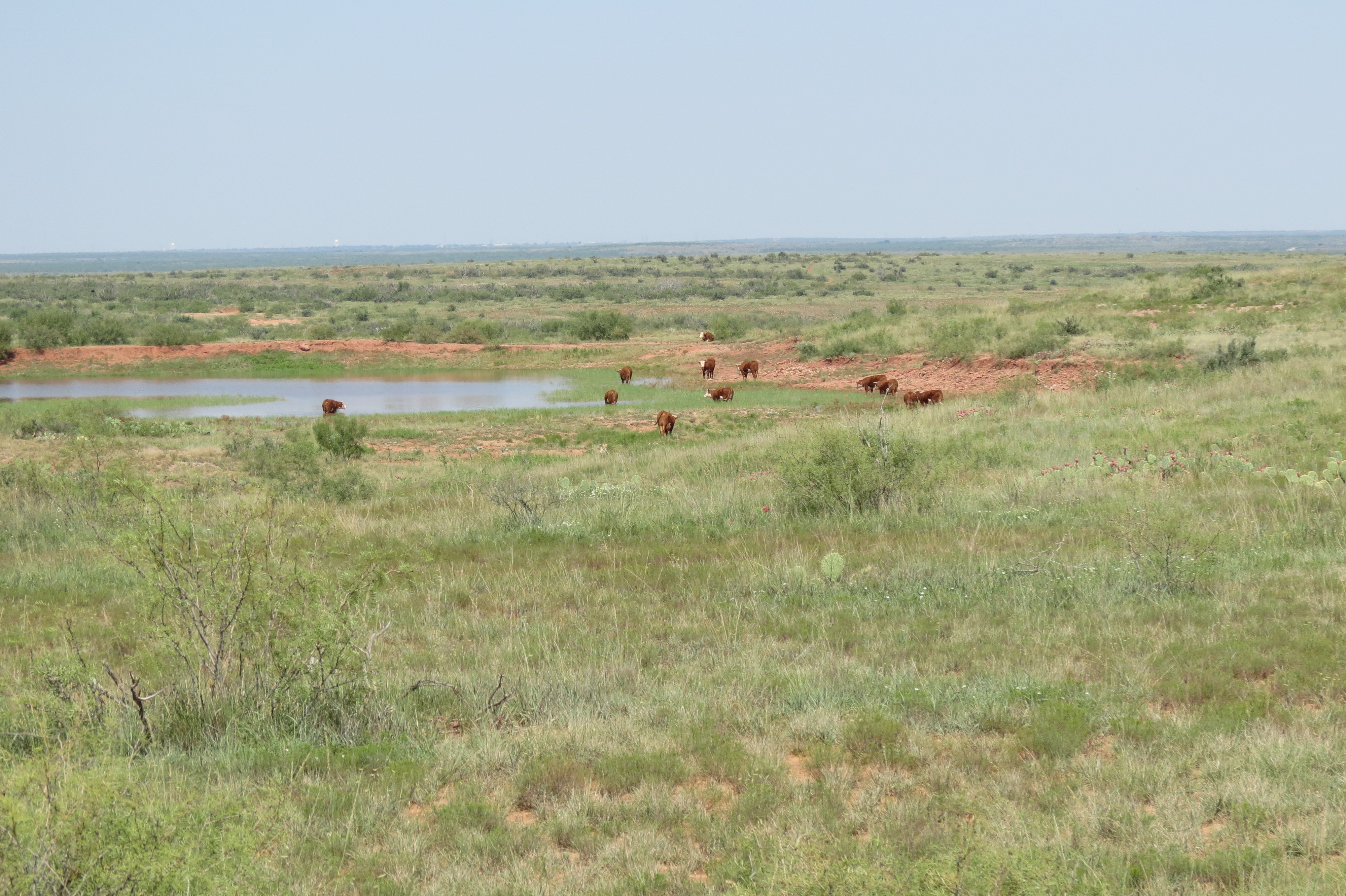 W.T. Waggoner Estate Ranch archival photograph 12