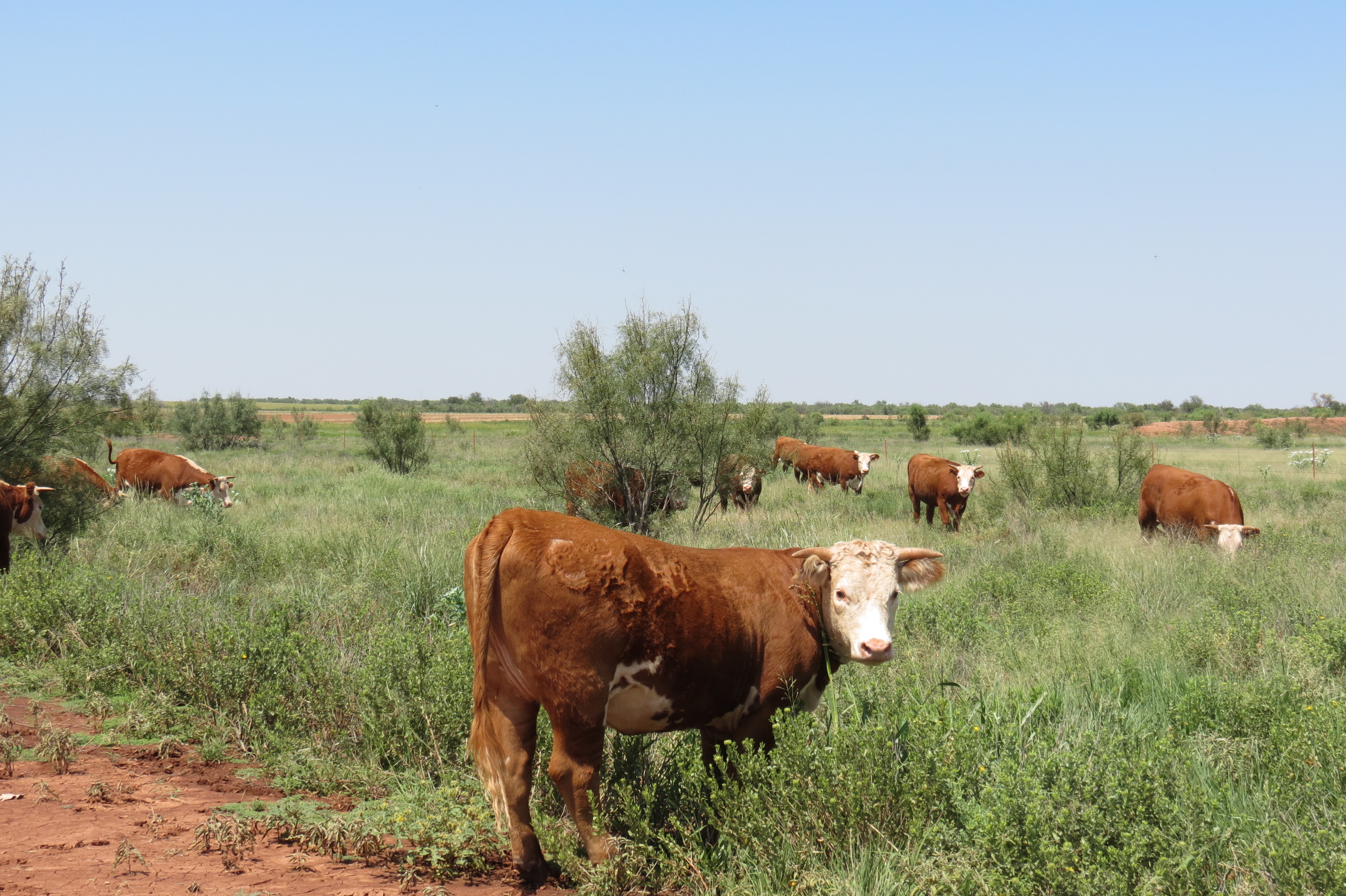 W.T. Waggoner Estate Ranch archival photograph 24