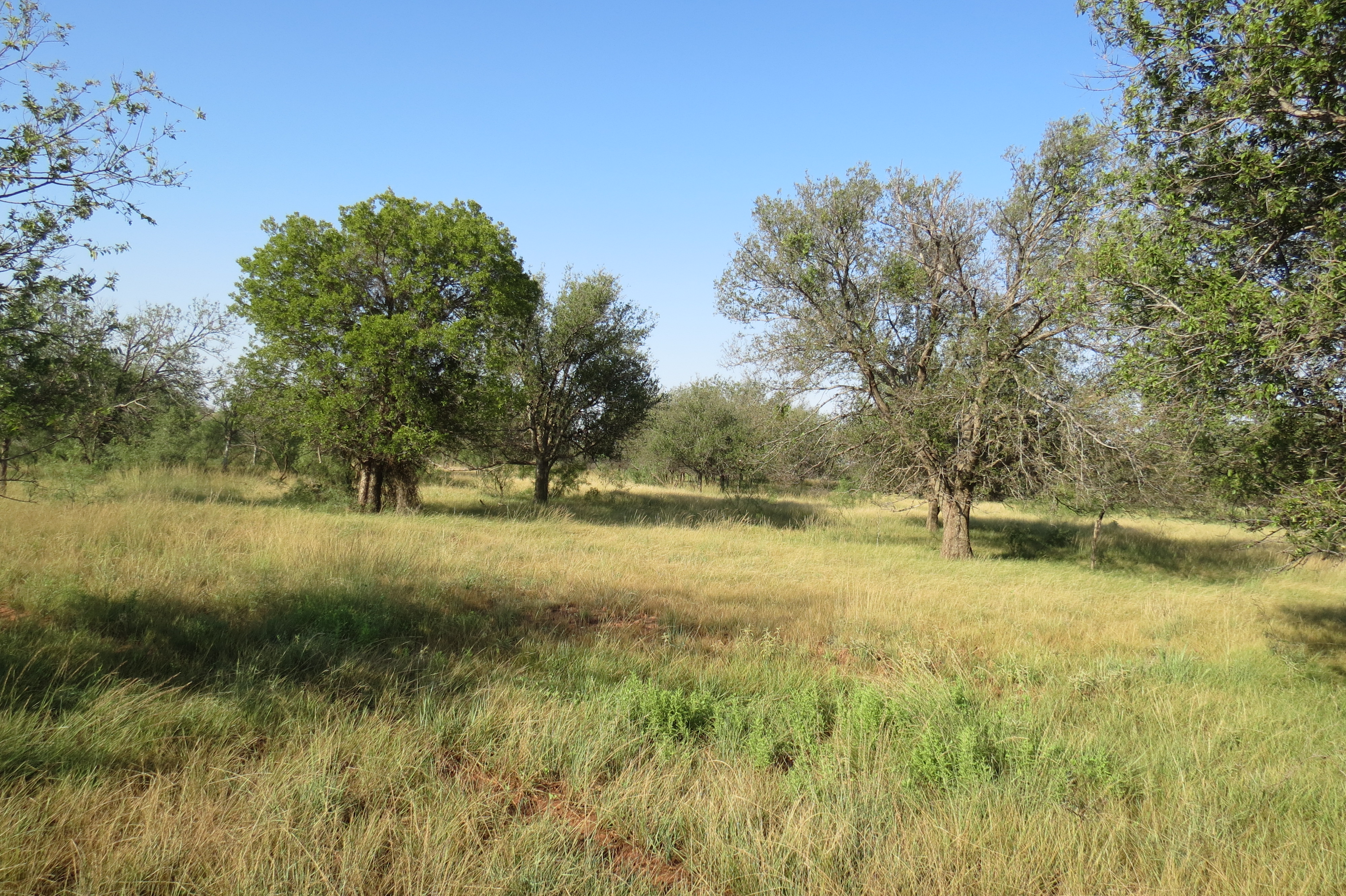 W.T. Waggoner Estate Ranch archival photograph 29