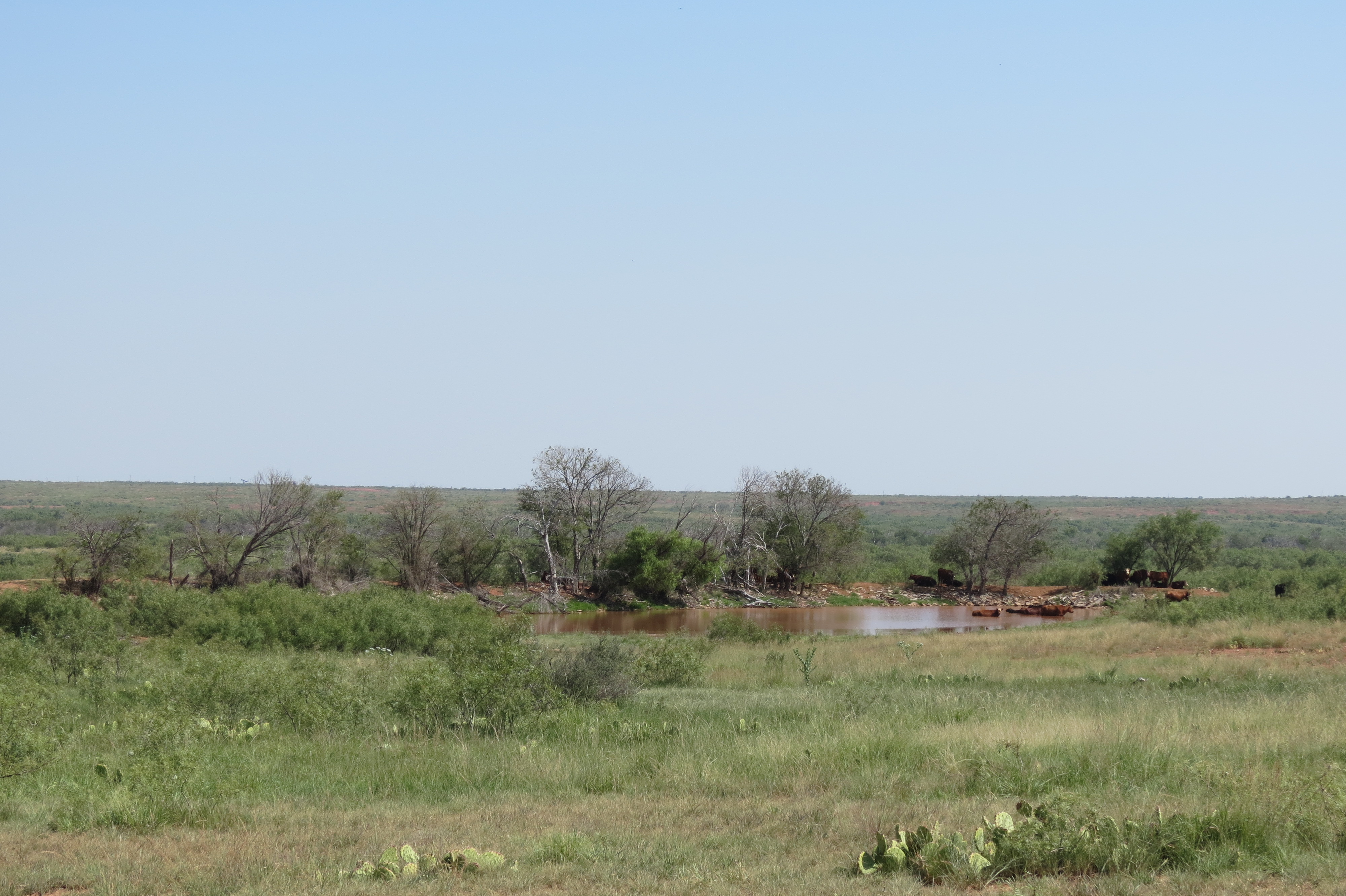 W.T. Waggoner Estate Ranch archival photograph 36