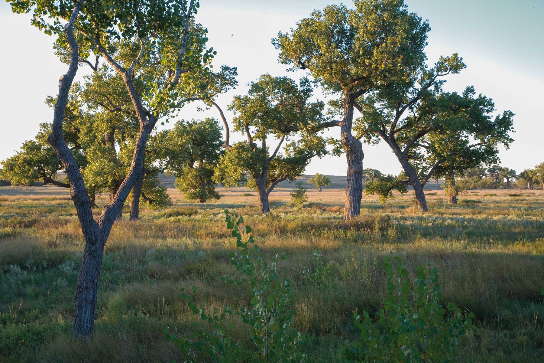 Boone Pickens' Mesa Vista Ranch archival photograph 49