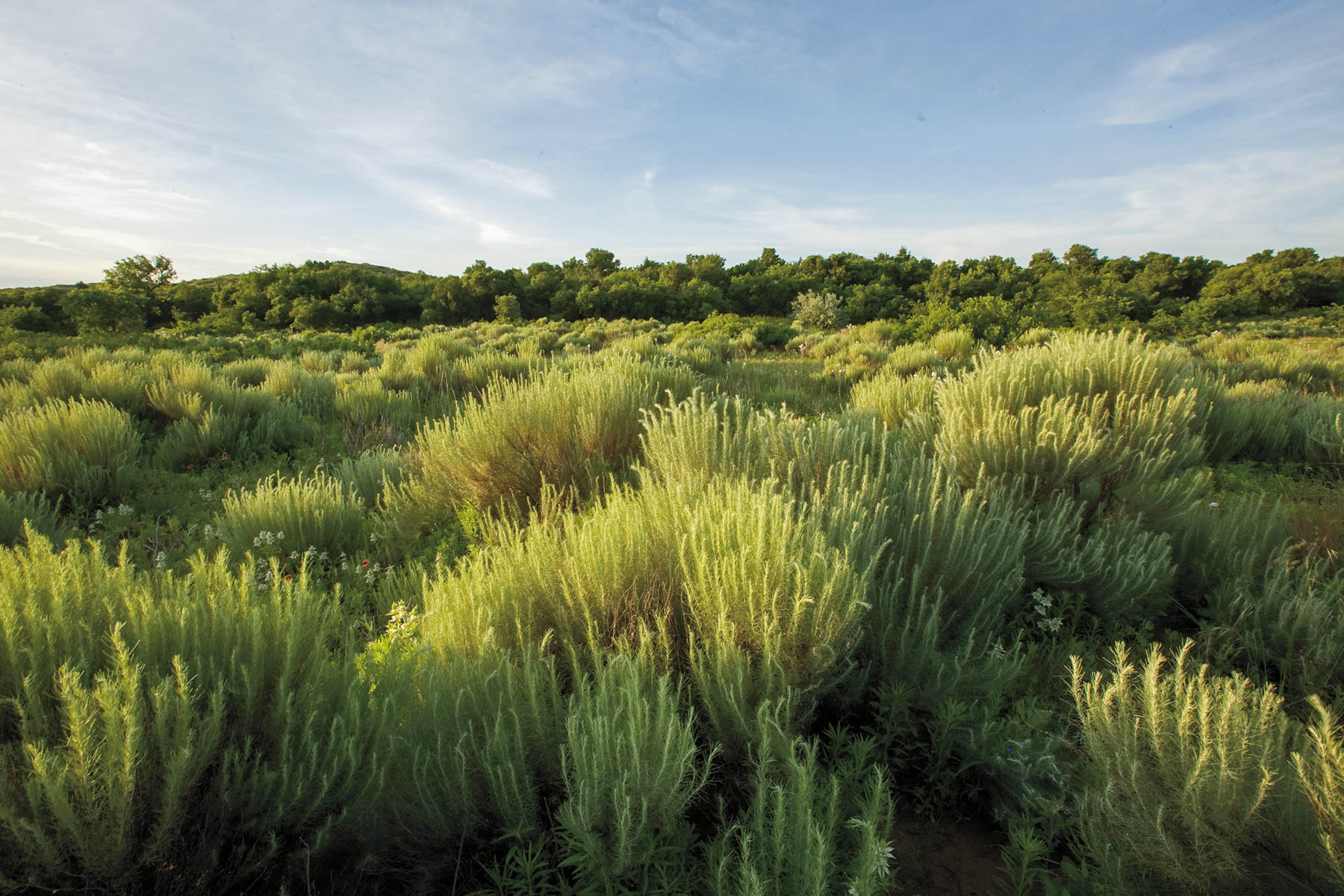 Boone Pickens' Mesa Vista Ranch archival photograph 50