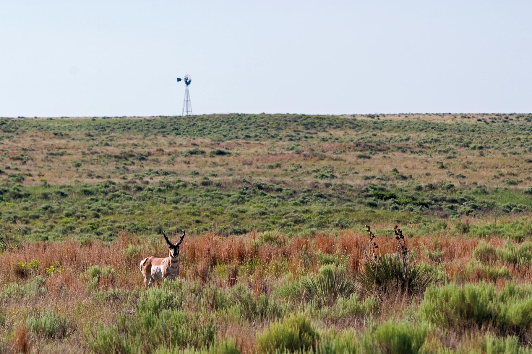 Boone Pickens' Mesa Vista Ranch archival photograph 71