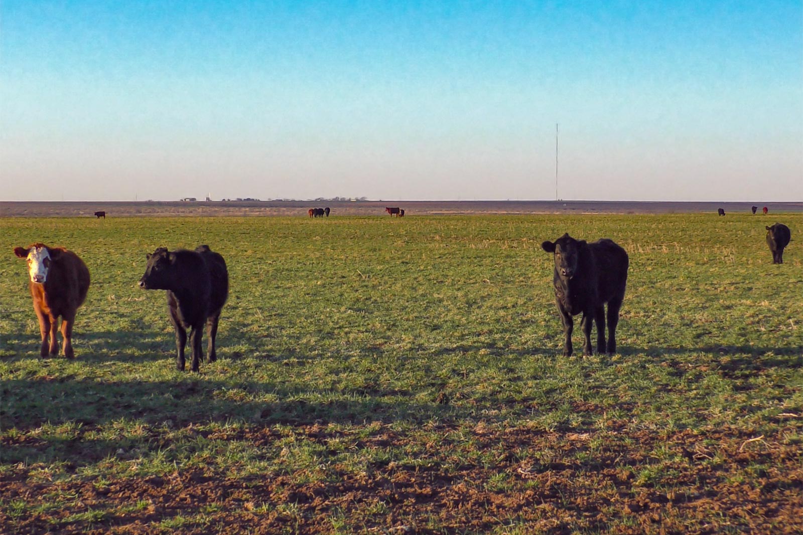 Swenson Family Flat Top Ranch archival photograph 71