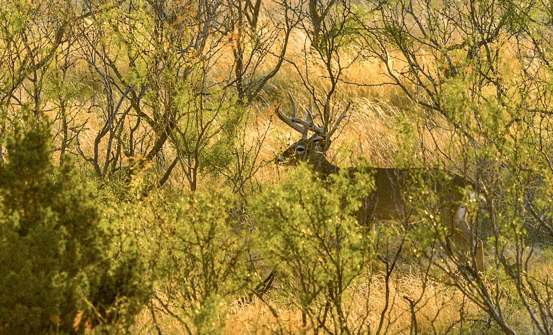 Matador Ranch archival photograph 38