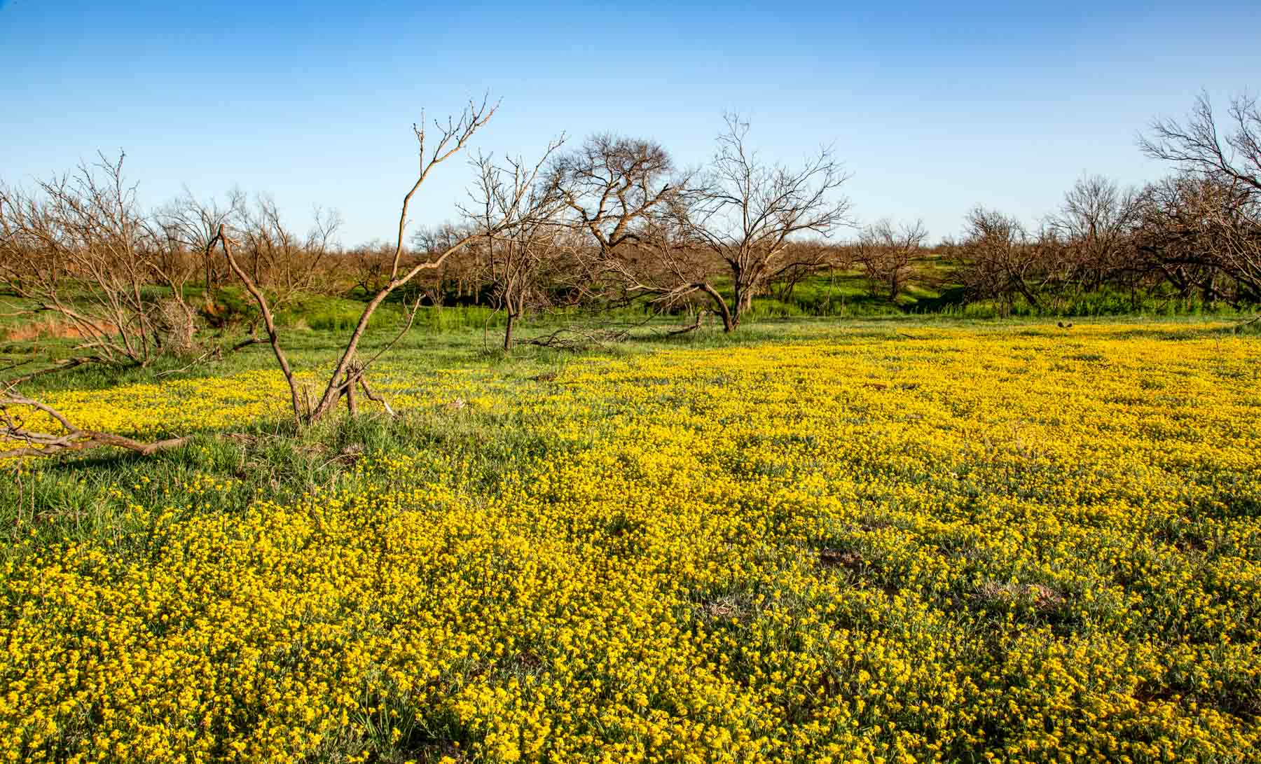 Matador Ranch archival photograph 19