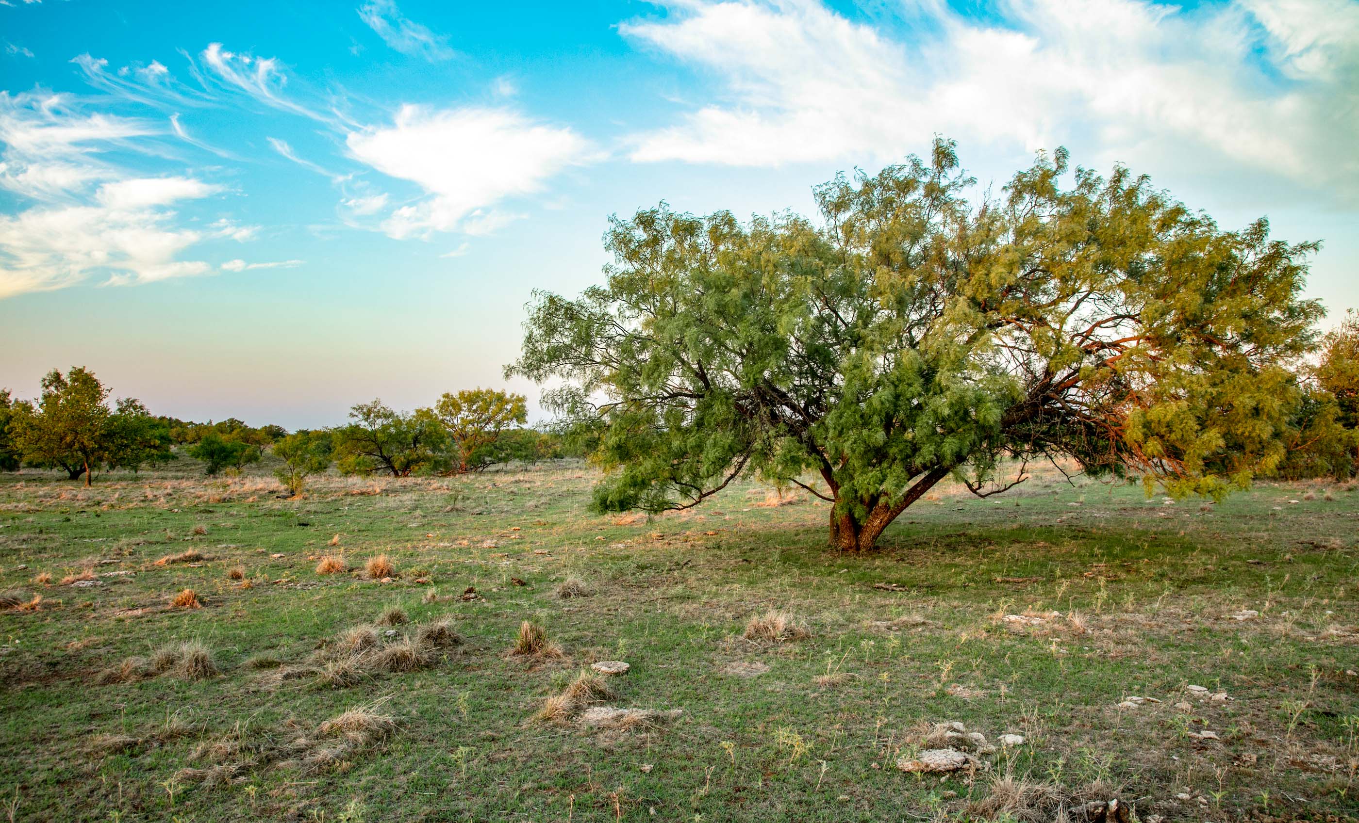 Silverbrook-Pecan Bayou Ranch archival photograph 4
