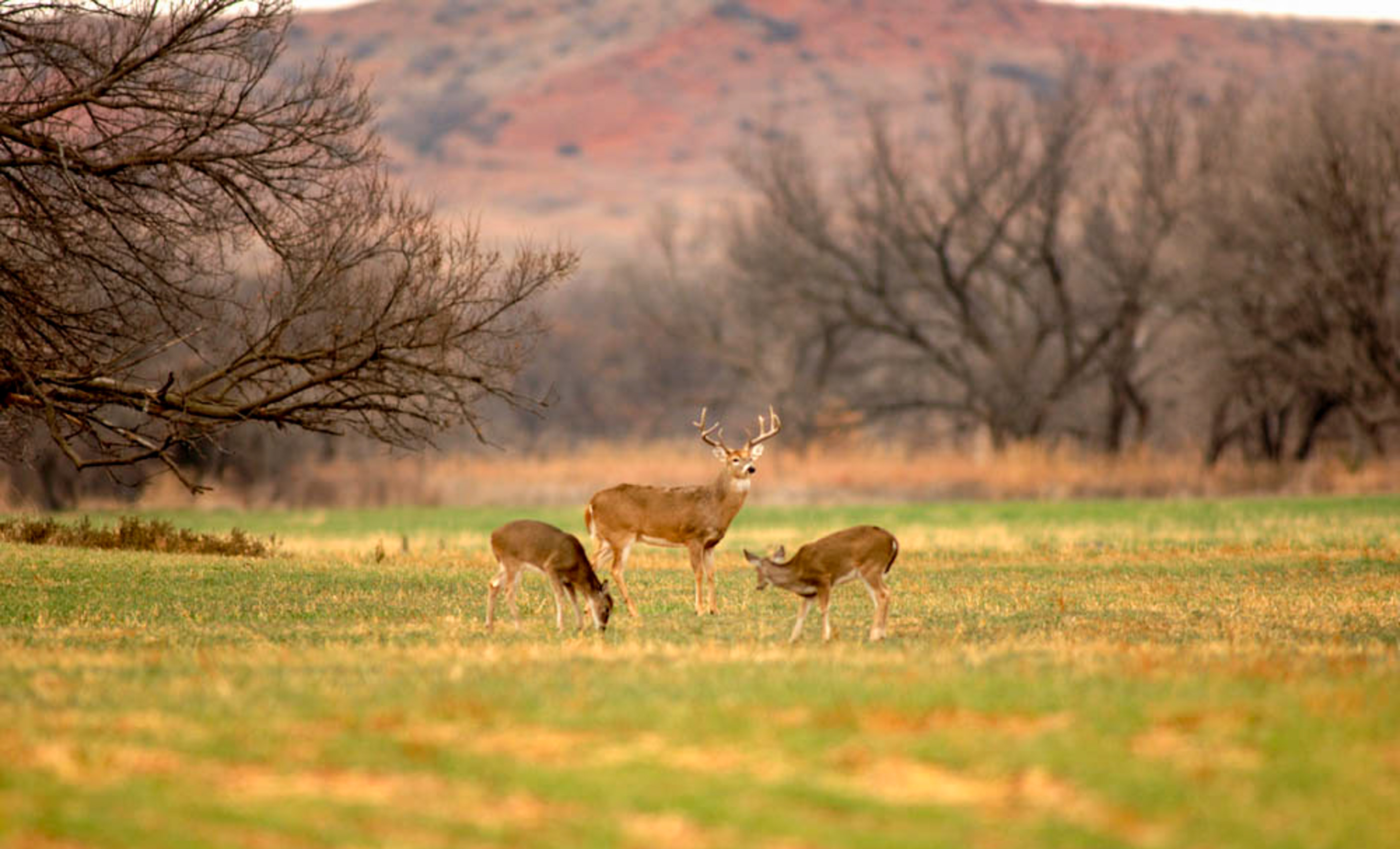 Turley Ranch archival photograph 60