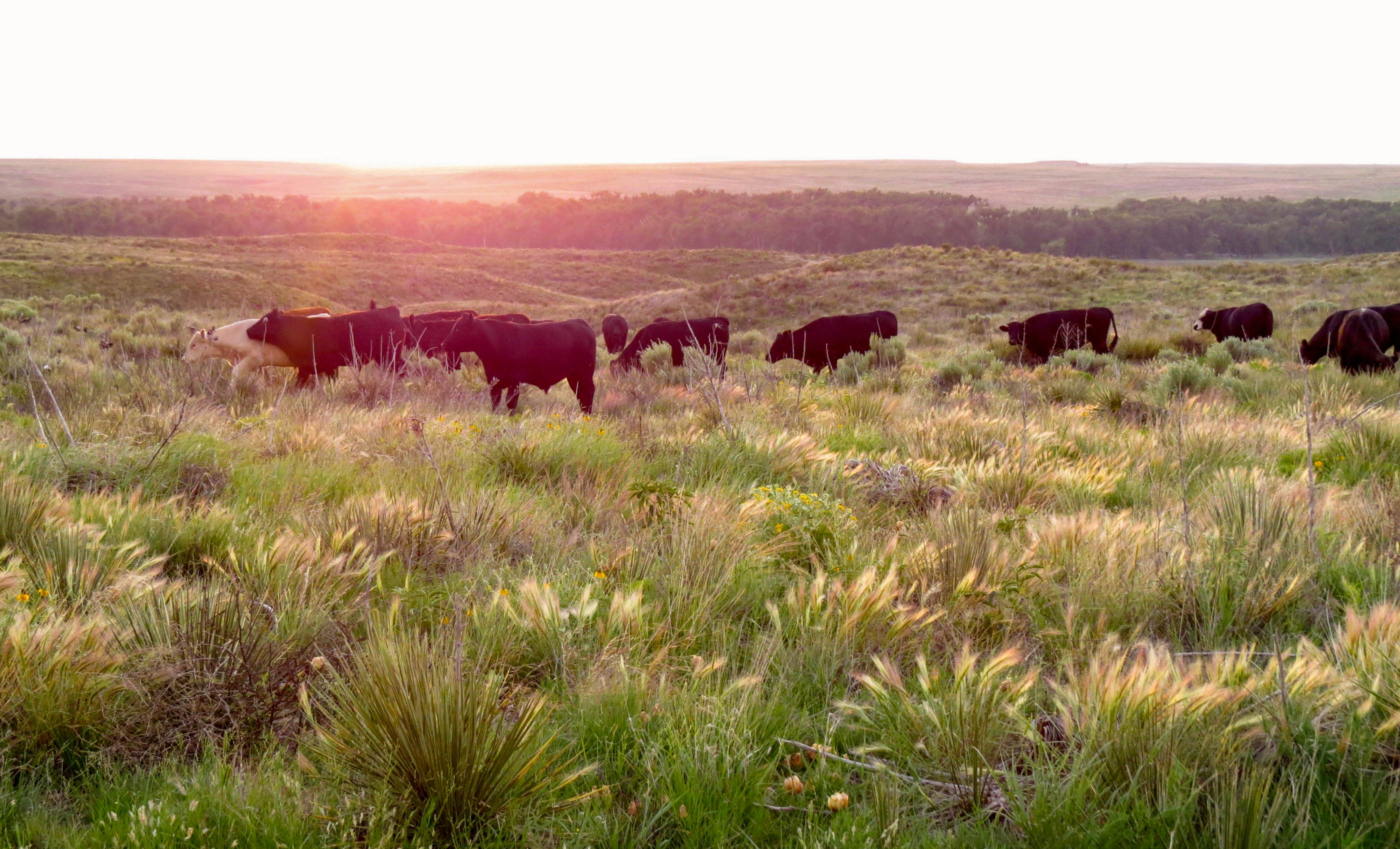 Freeman Family Ranches archival photograph 5