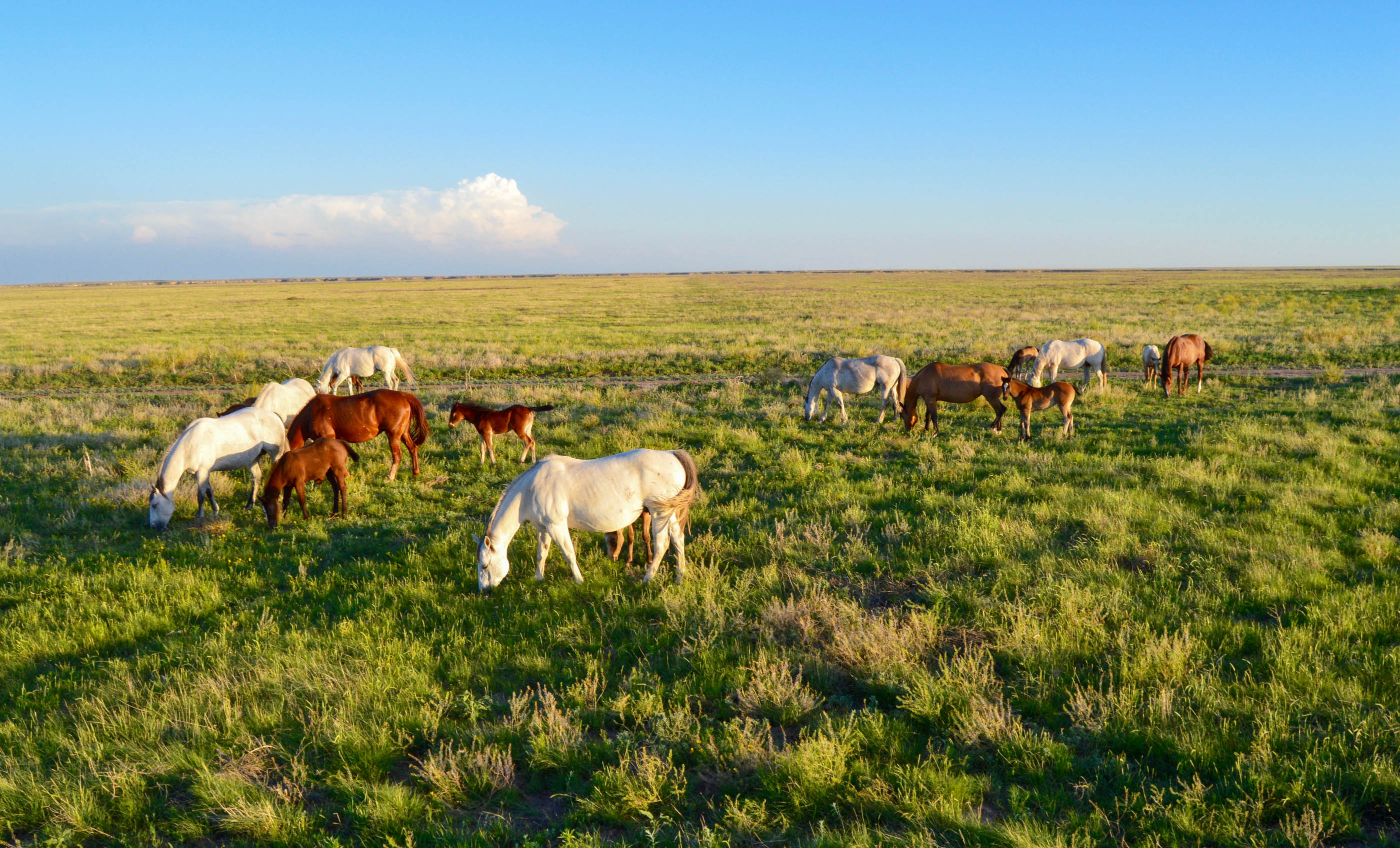 Freeman Family Ranches archival photograph