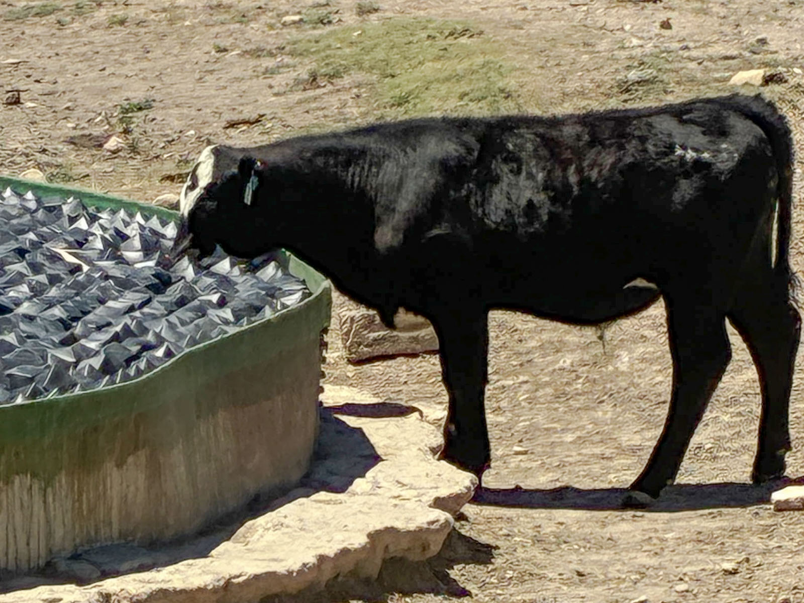 Calf drinking at the edge of a stock tank covered with VaporLok Rhombo shade balls