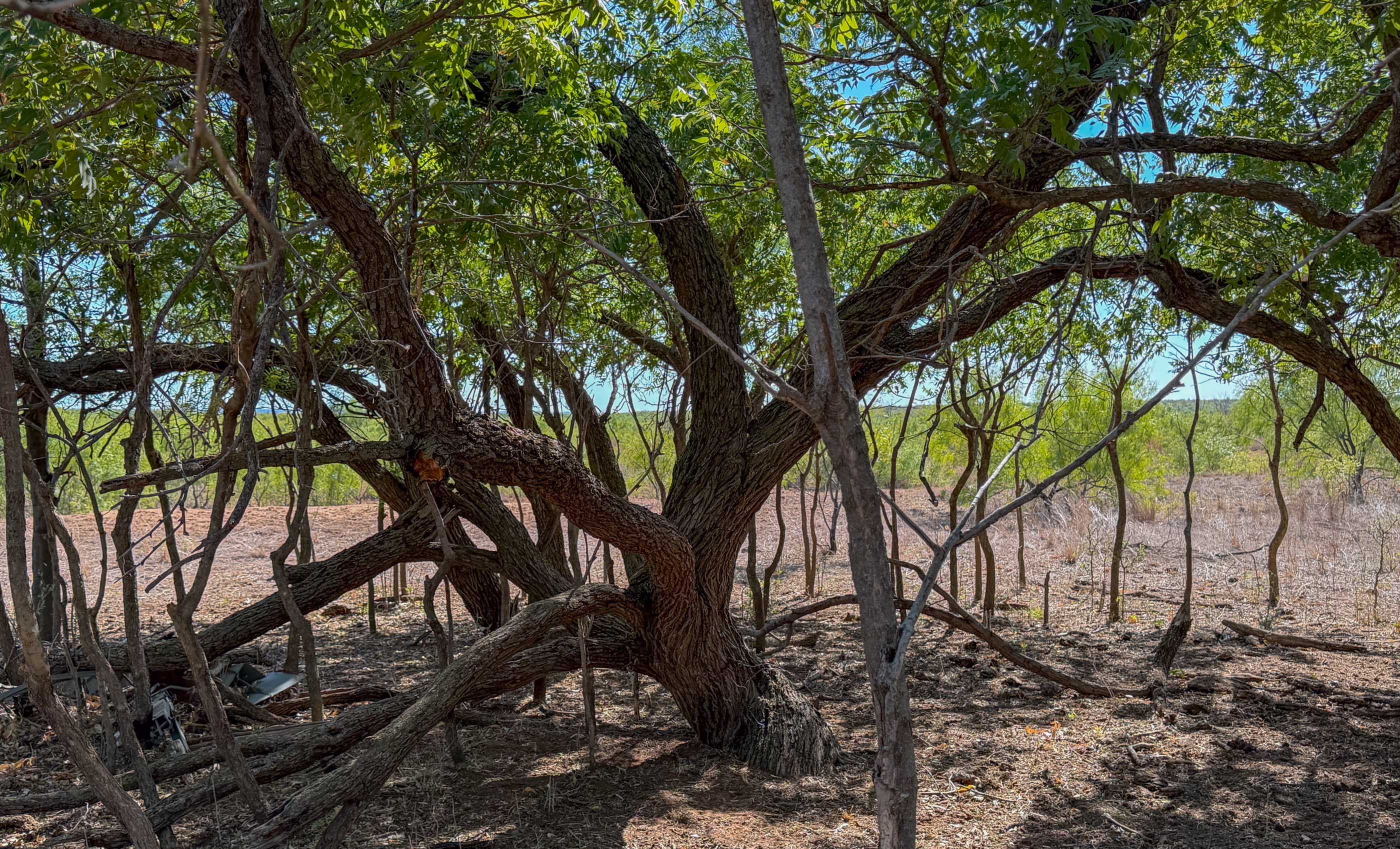Young Family Ranch property photograph 13