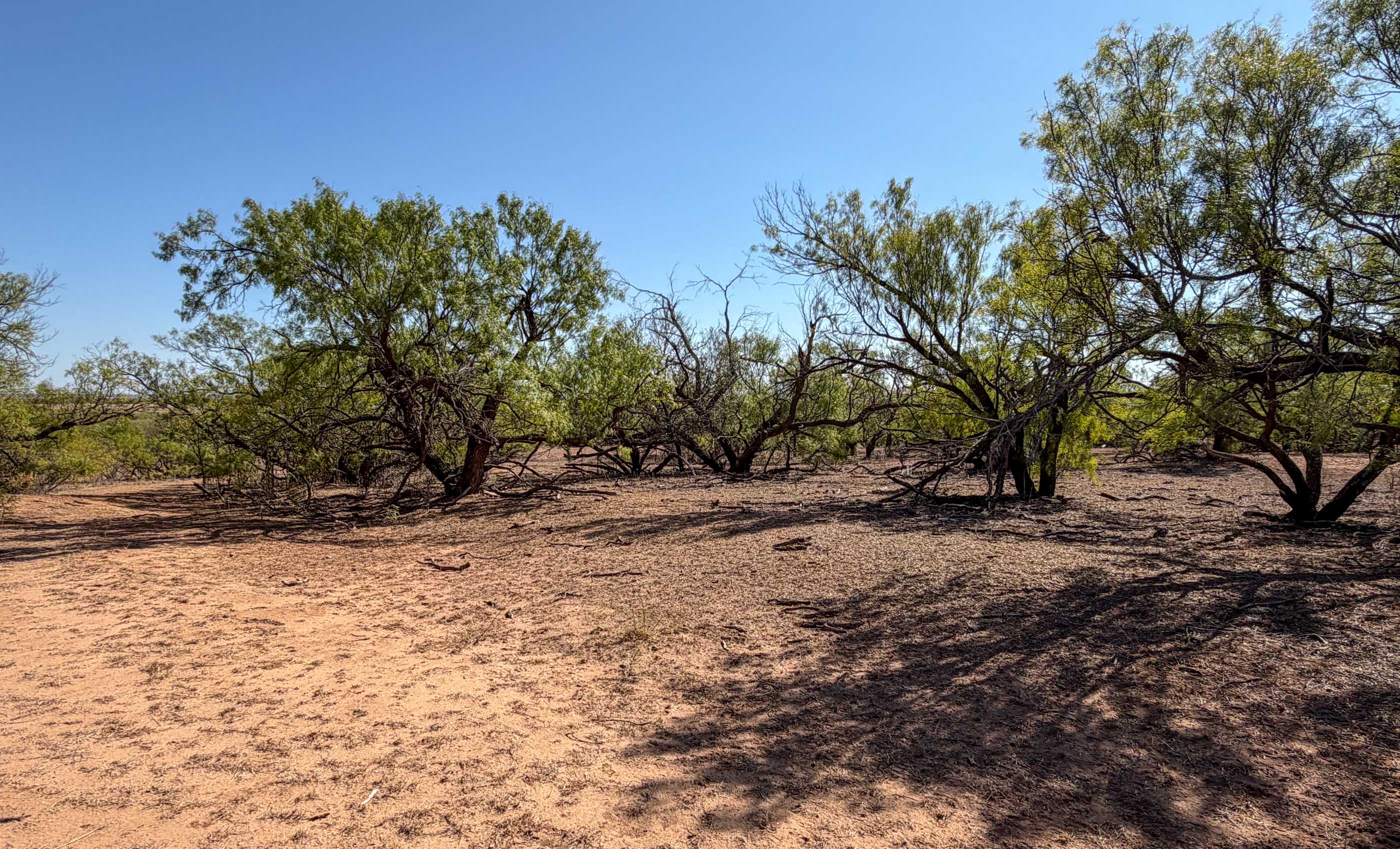 Young Family Ranch property photograph 12