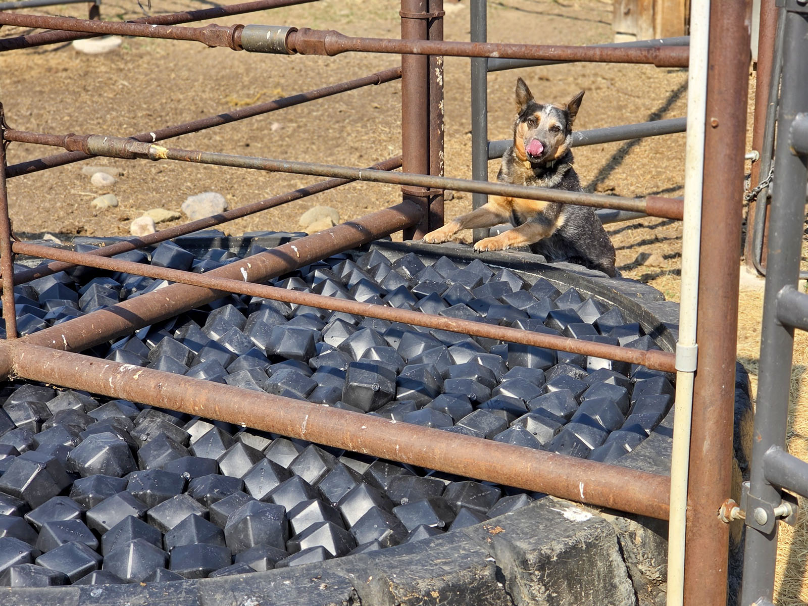 Ranch dog beside a small water tank covered with VaporLok Rhombo shade balls