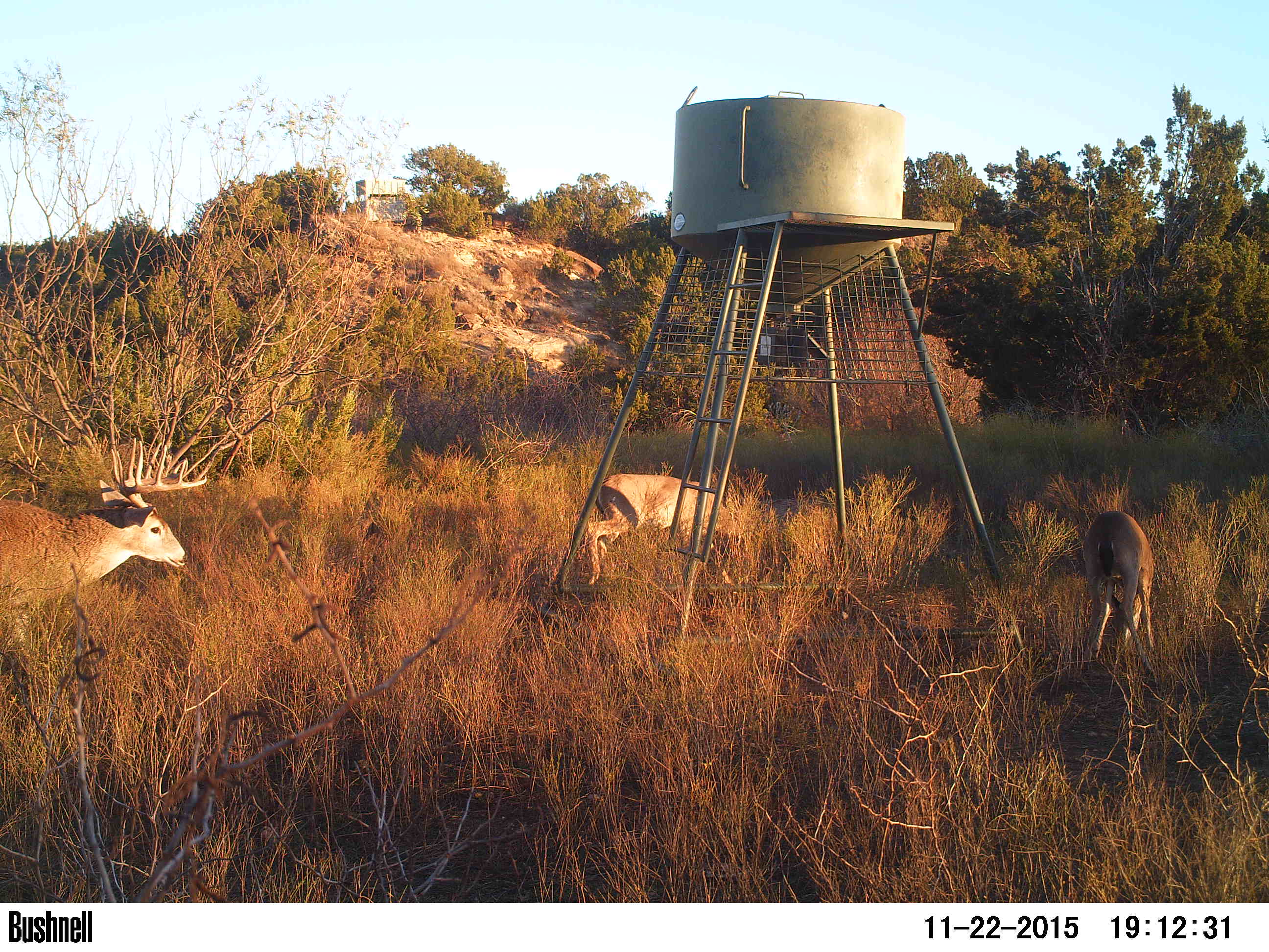 deer at a feeder