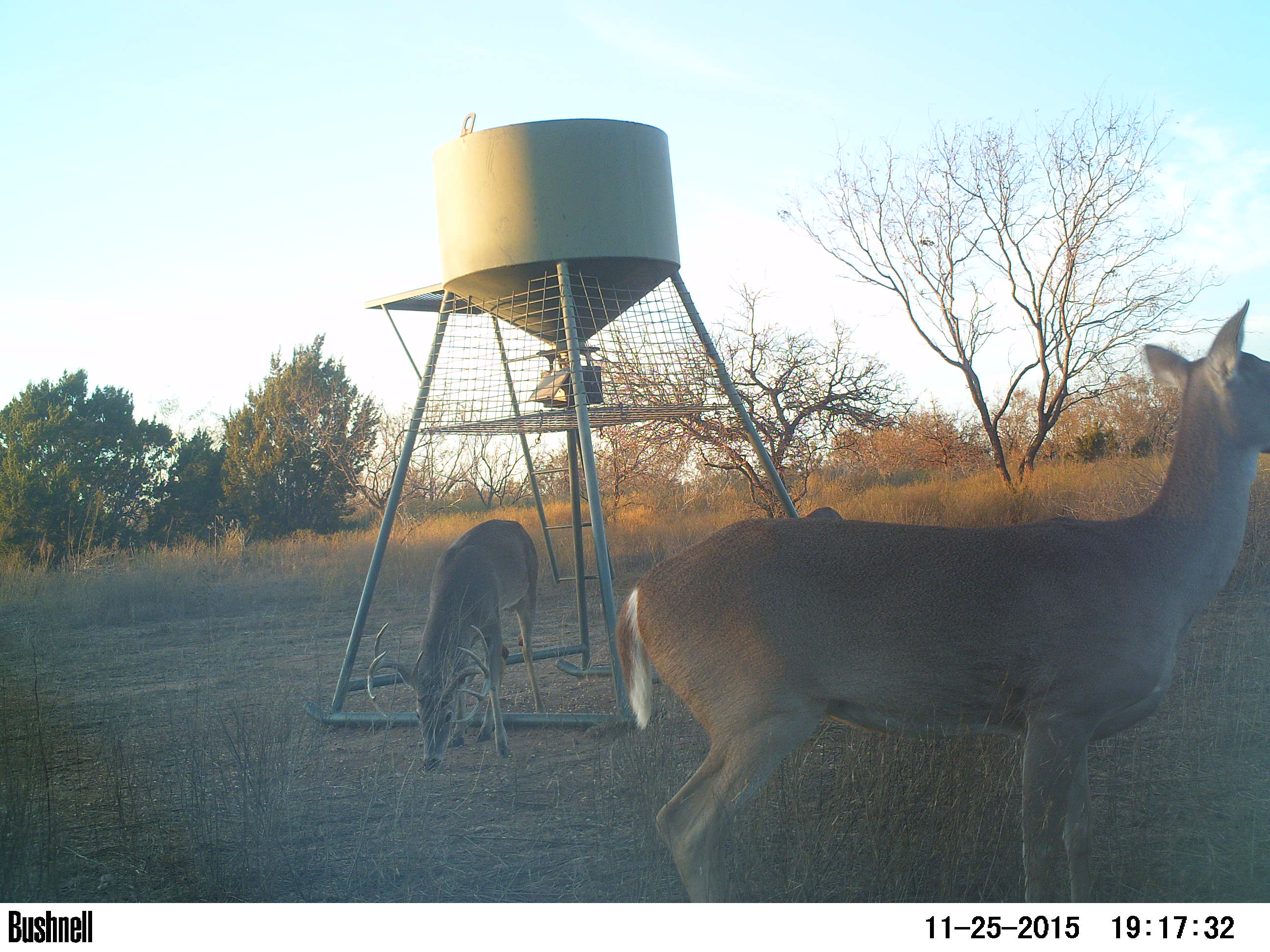 wildlife at feeder