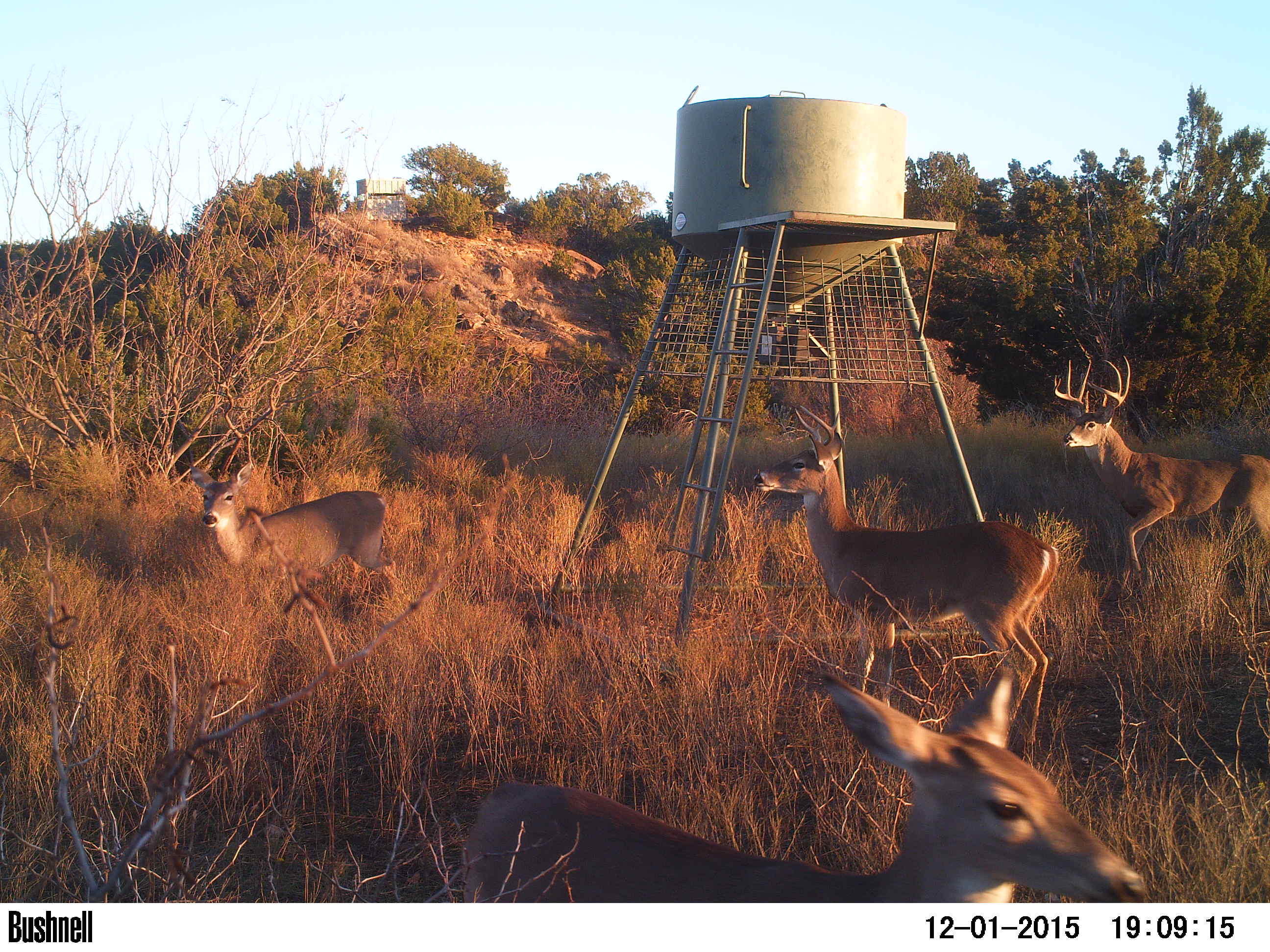 deer at a feeder