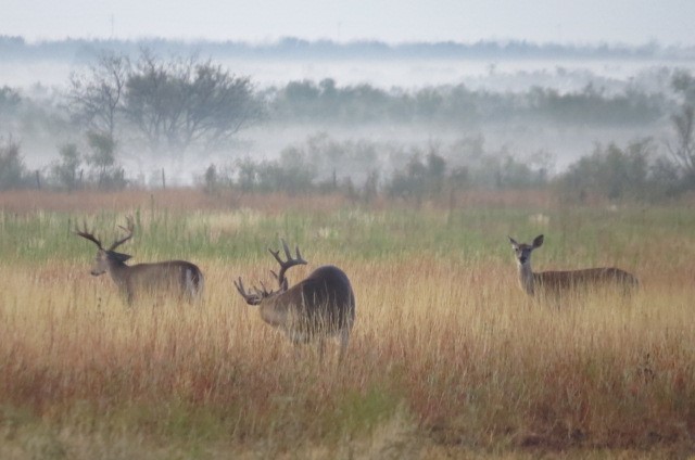 whitetail deer in a field