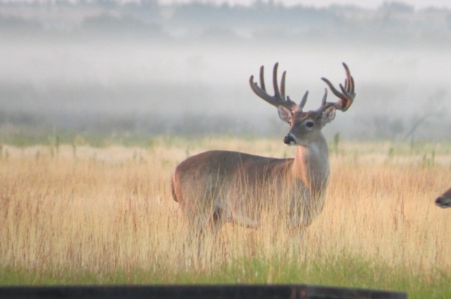 whitetail bucks in the valley