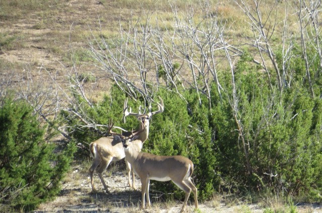 whitetail deer