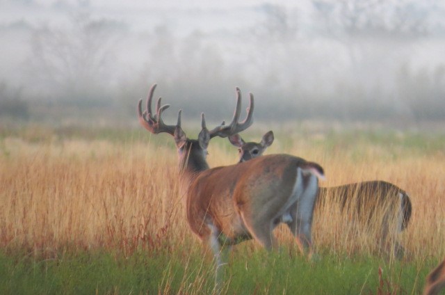 two deer standing next to each other