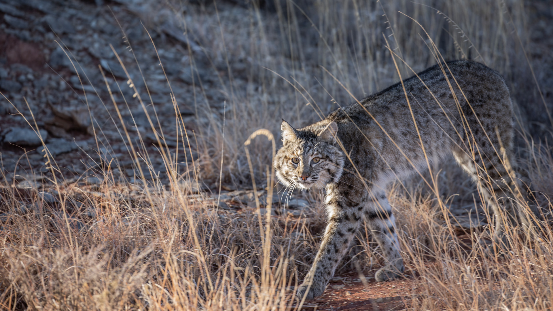 Bobcat