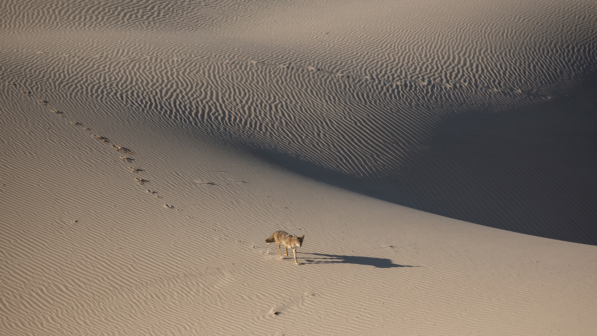 Predator on Sand Dune