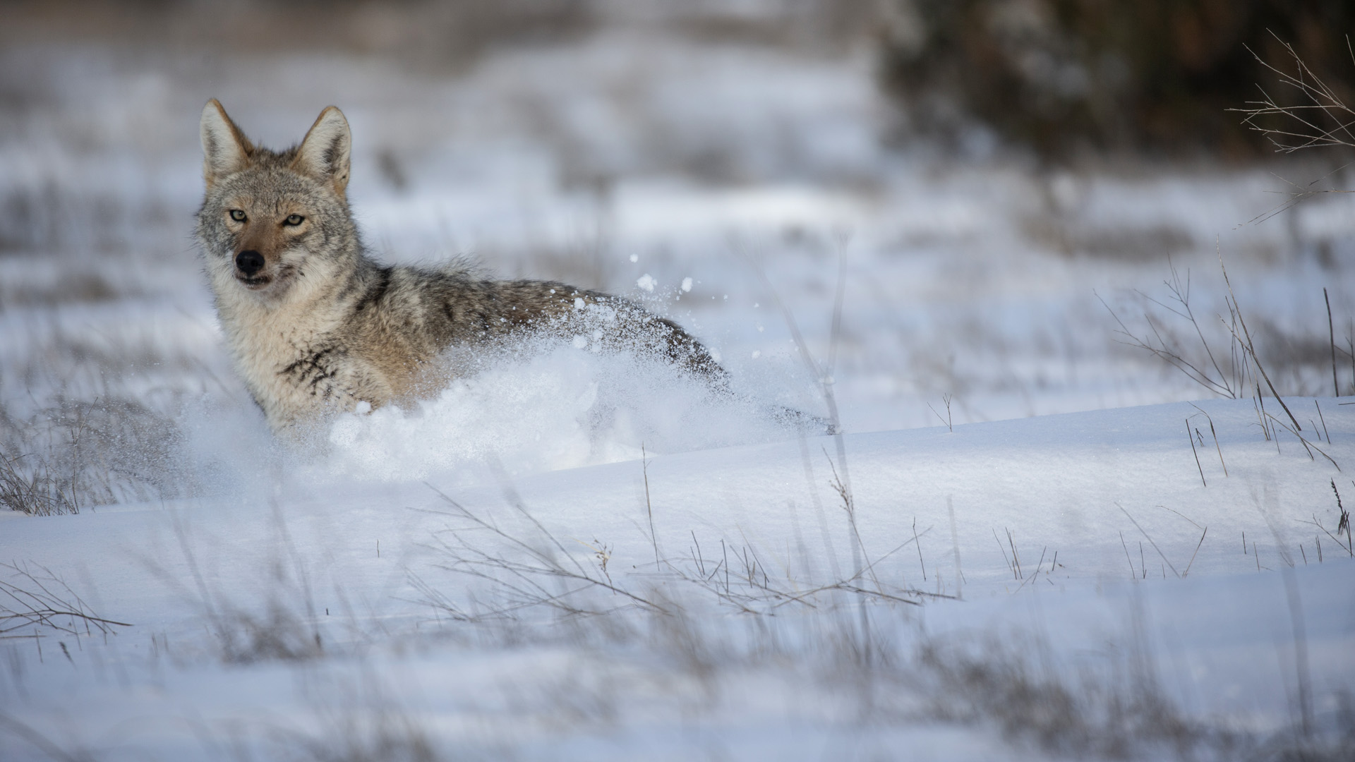 Coyote in Snow