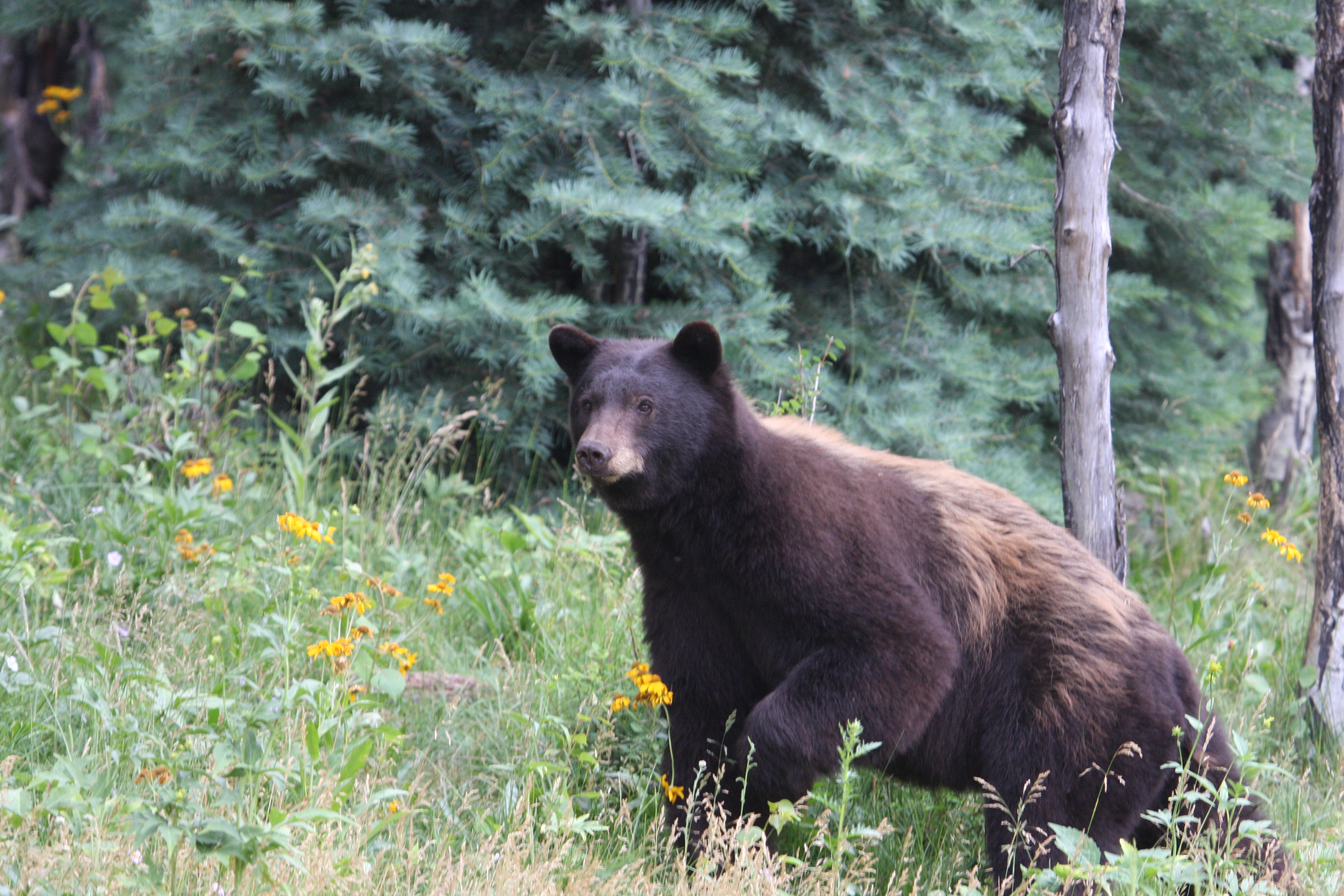 bear in forest