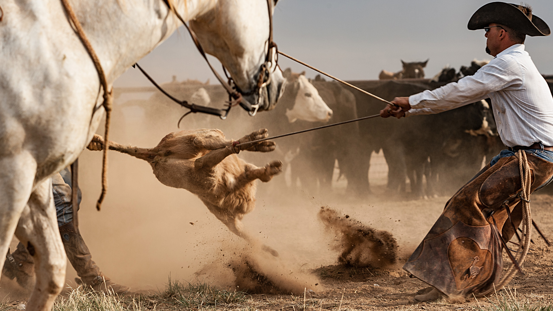 Cattle roped for branding