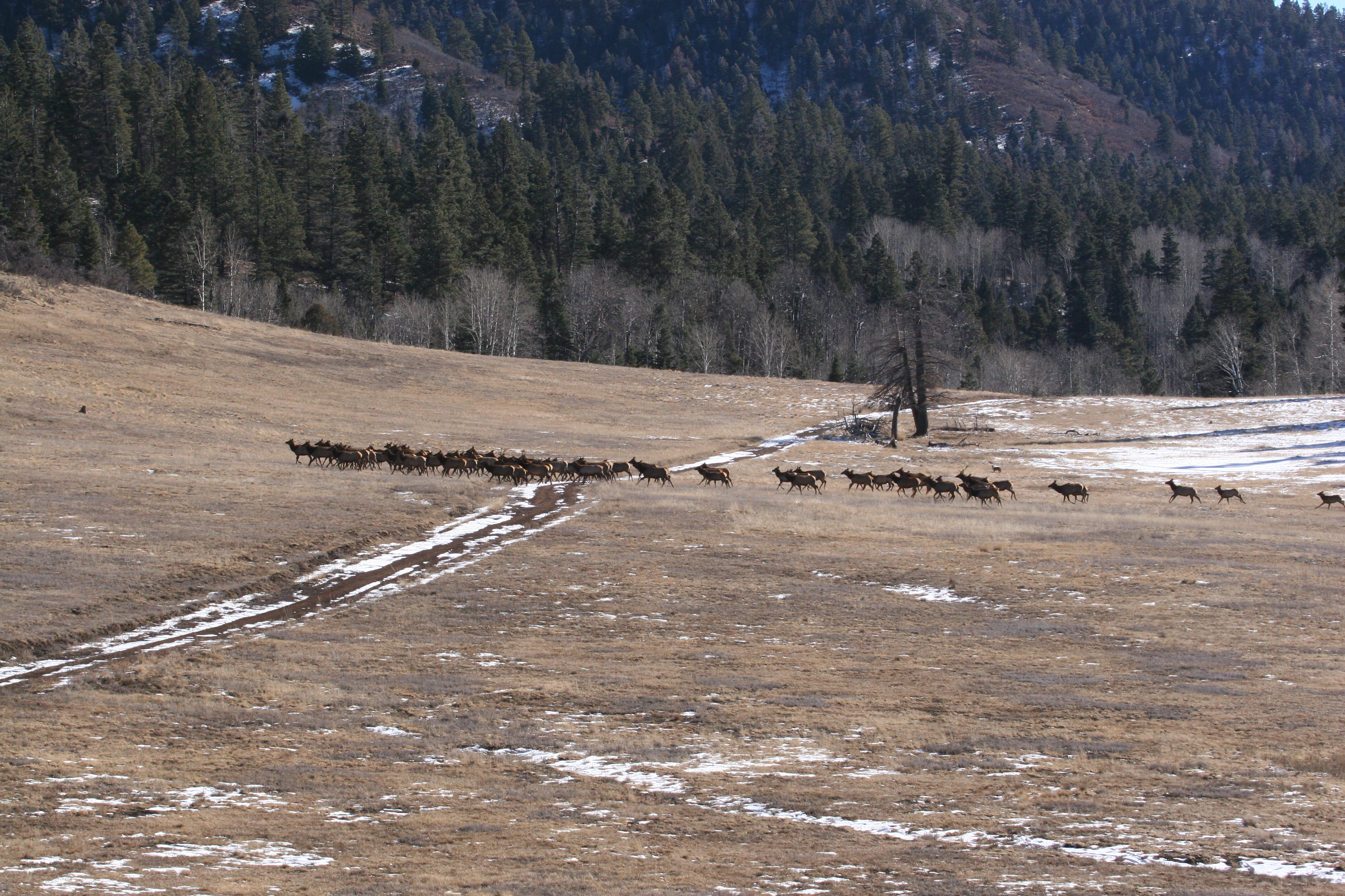 elk herd running in valley