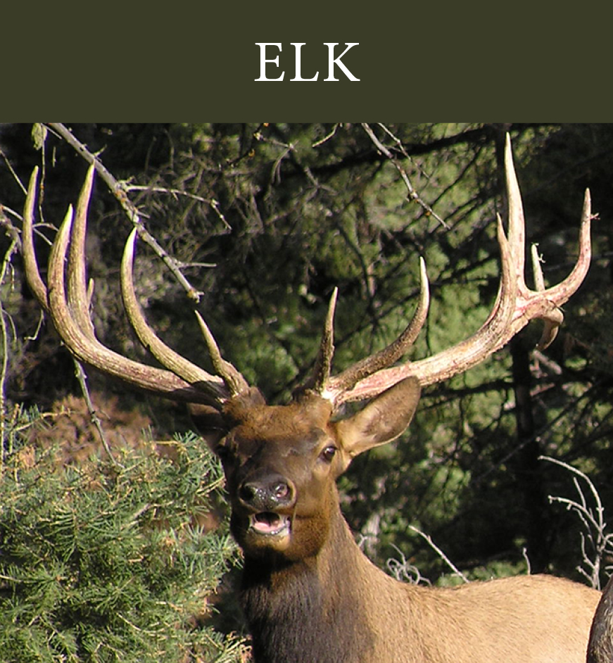 Elk