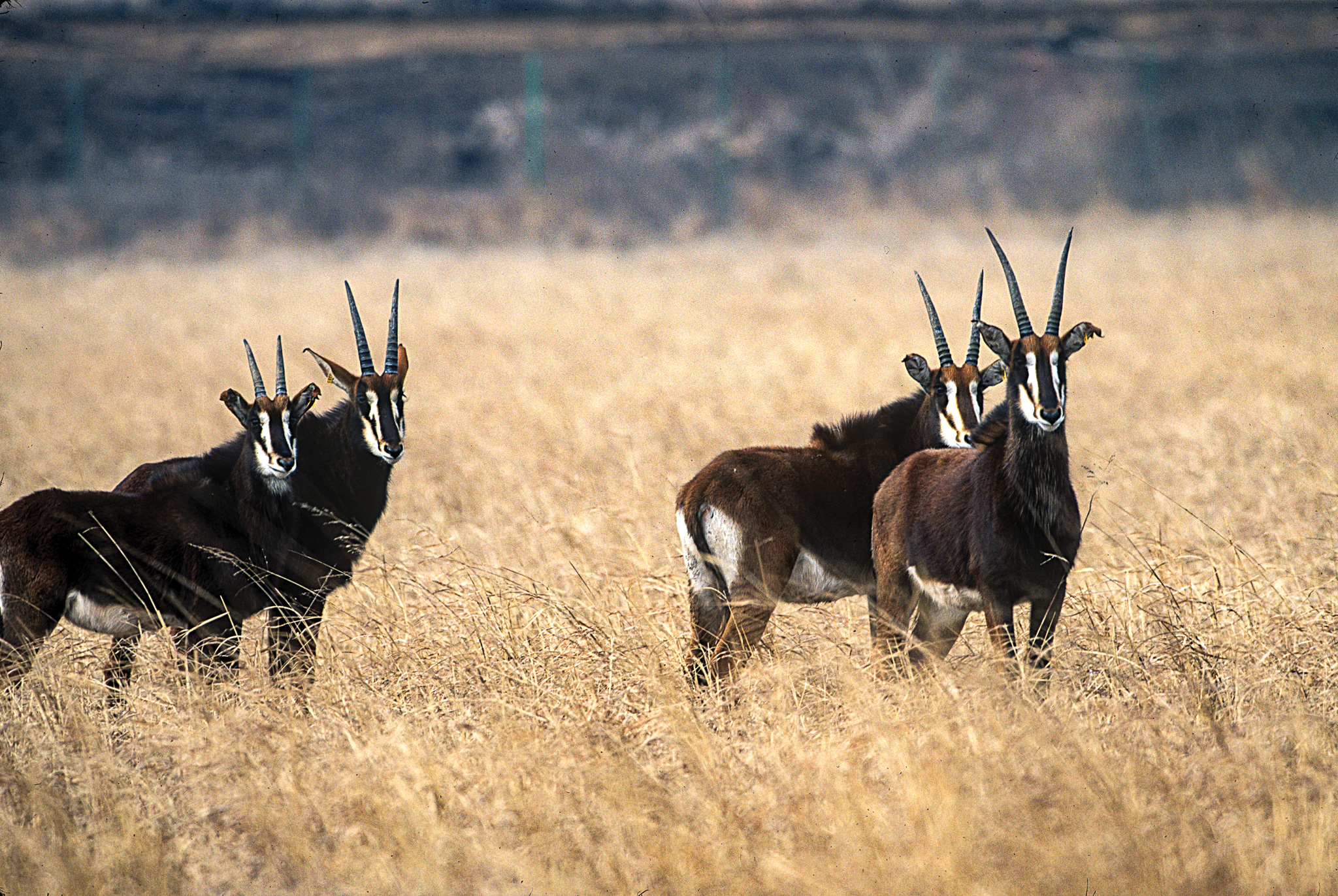 antelope in a group