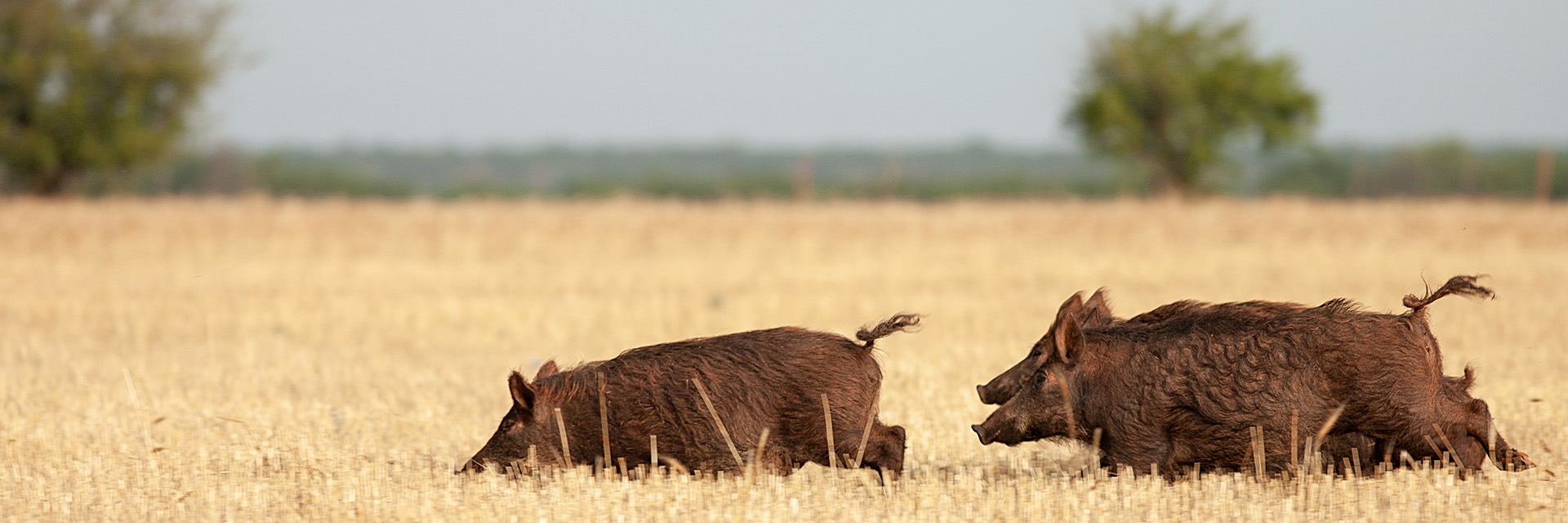 Feral Hogs running in a field