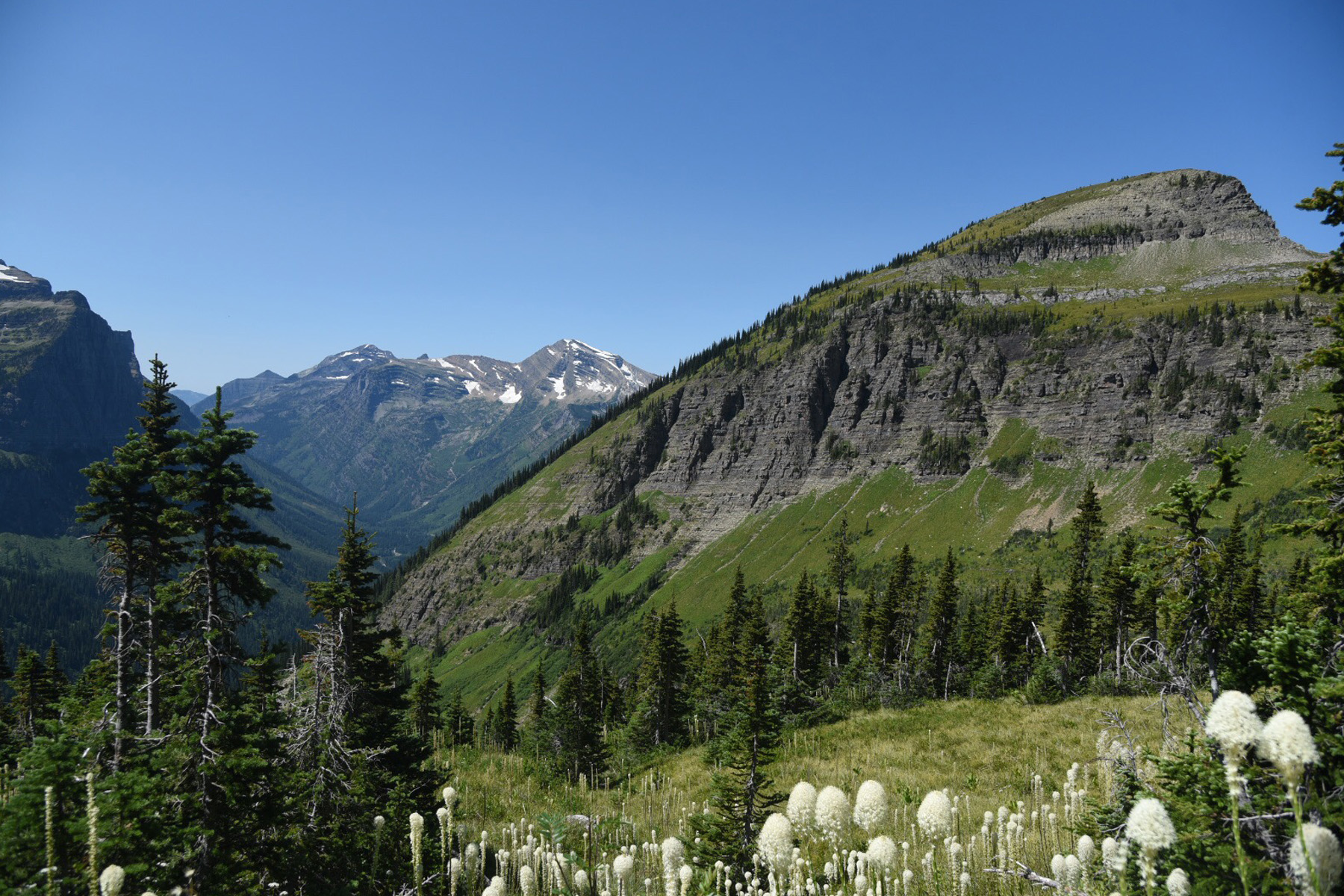 Mountain View in Glacier Nat. Park with Bear Flowers
