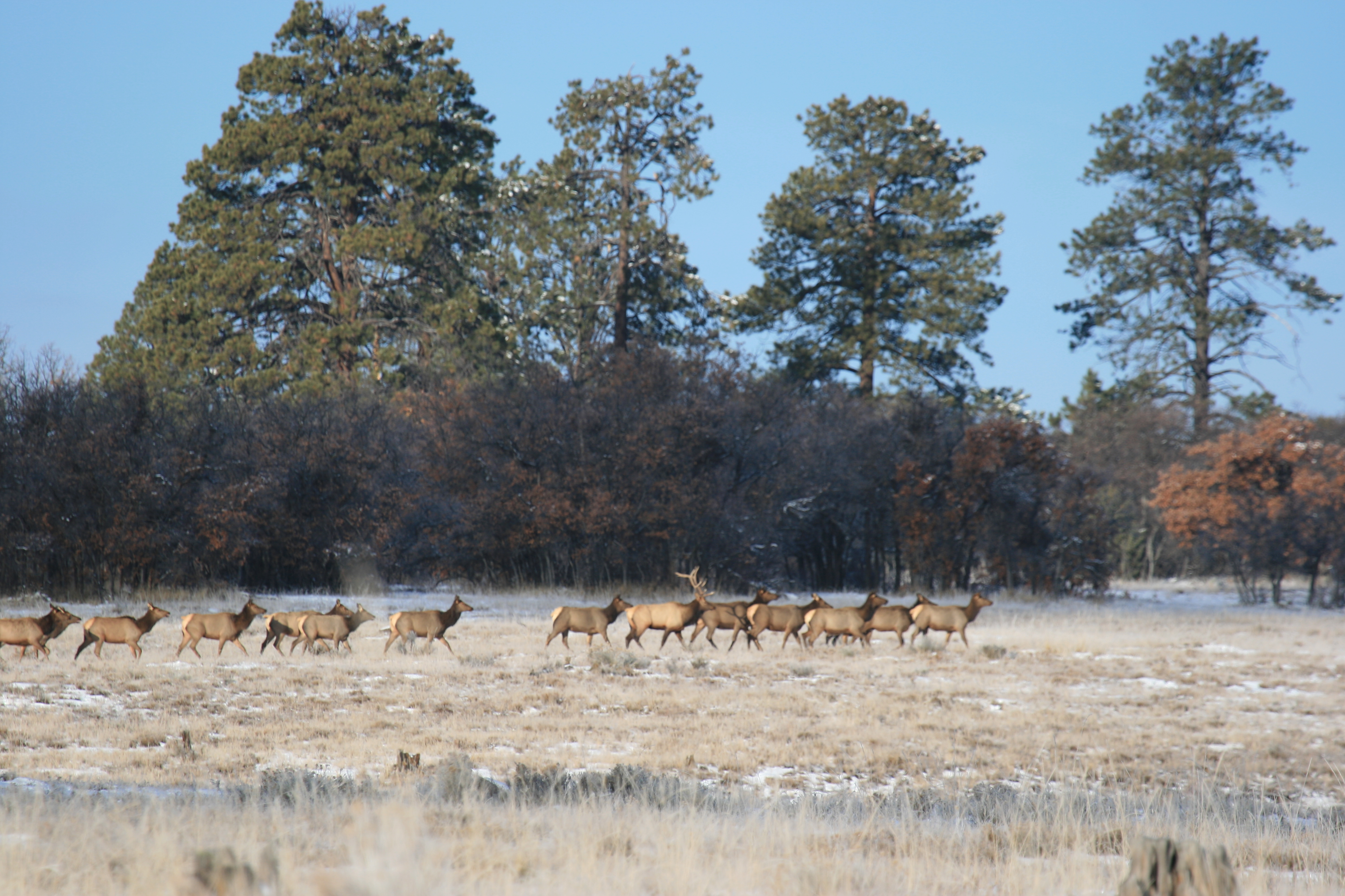 elk herd on a ranch