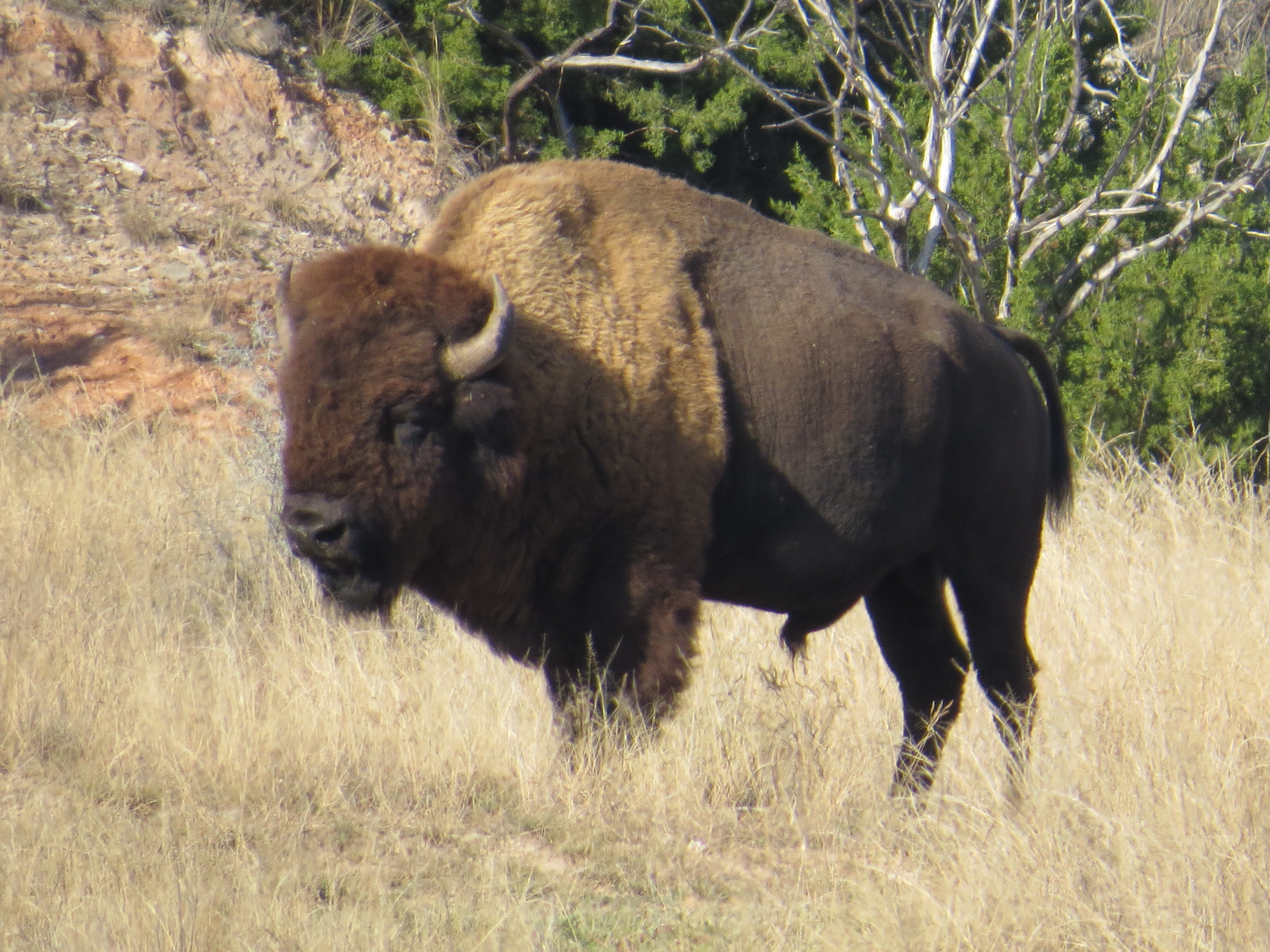 bison