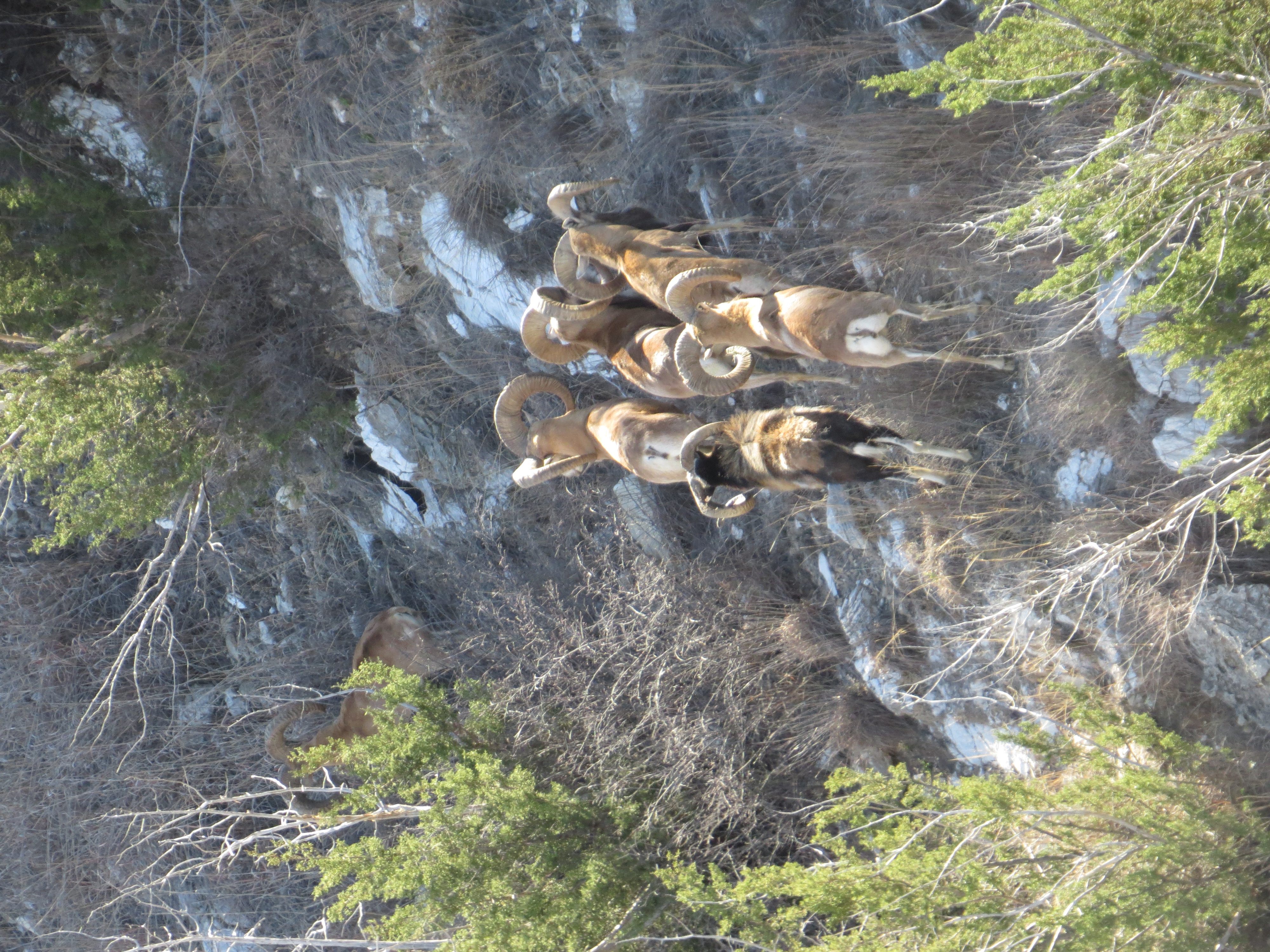 animals going up a rocky cliff