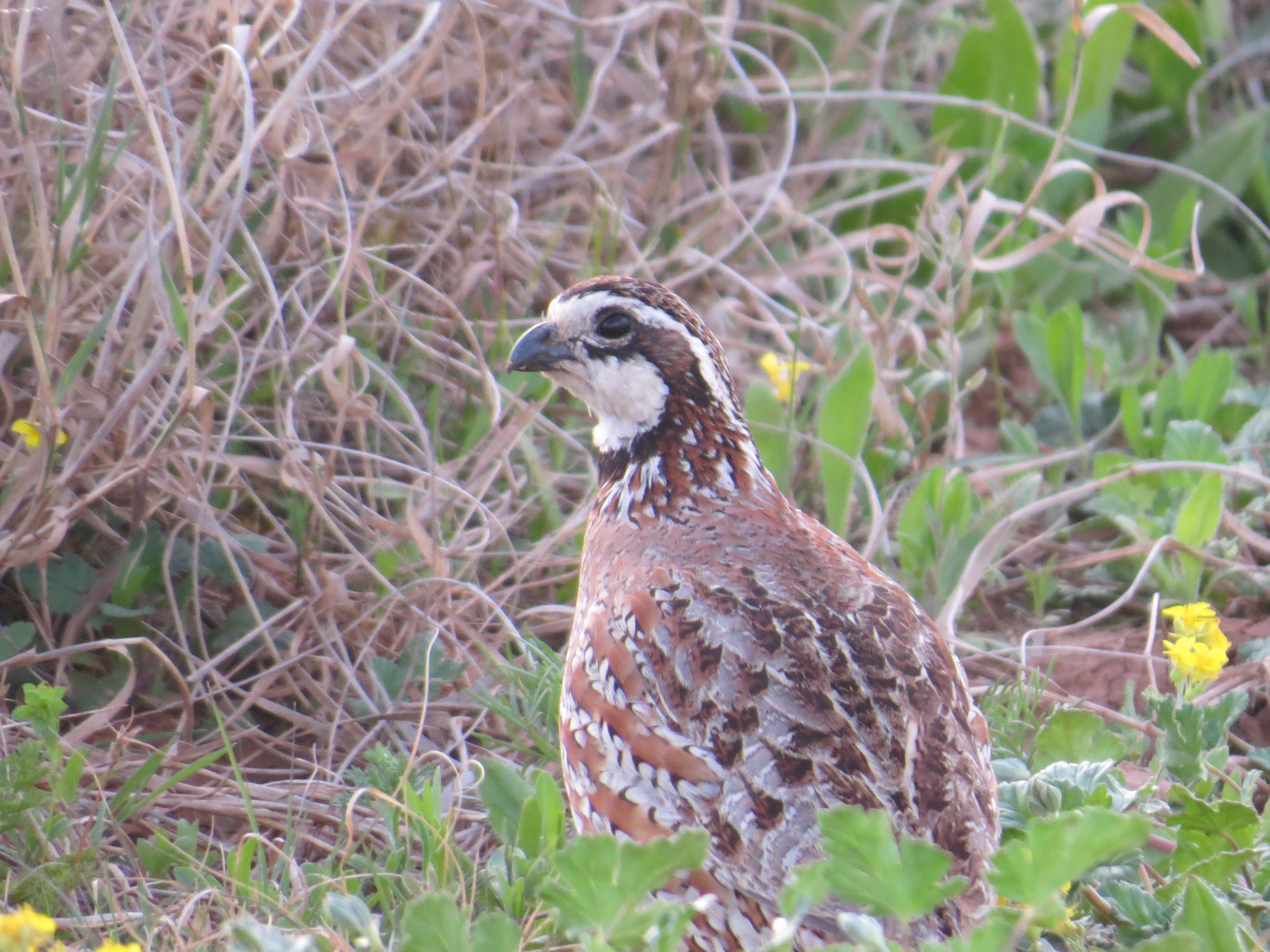 quail