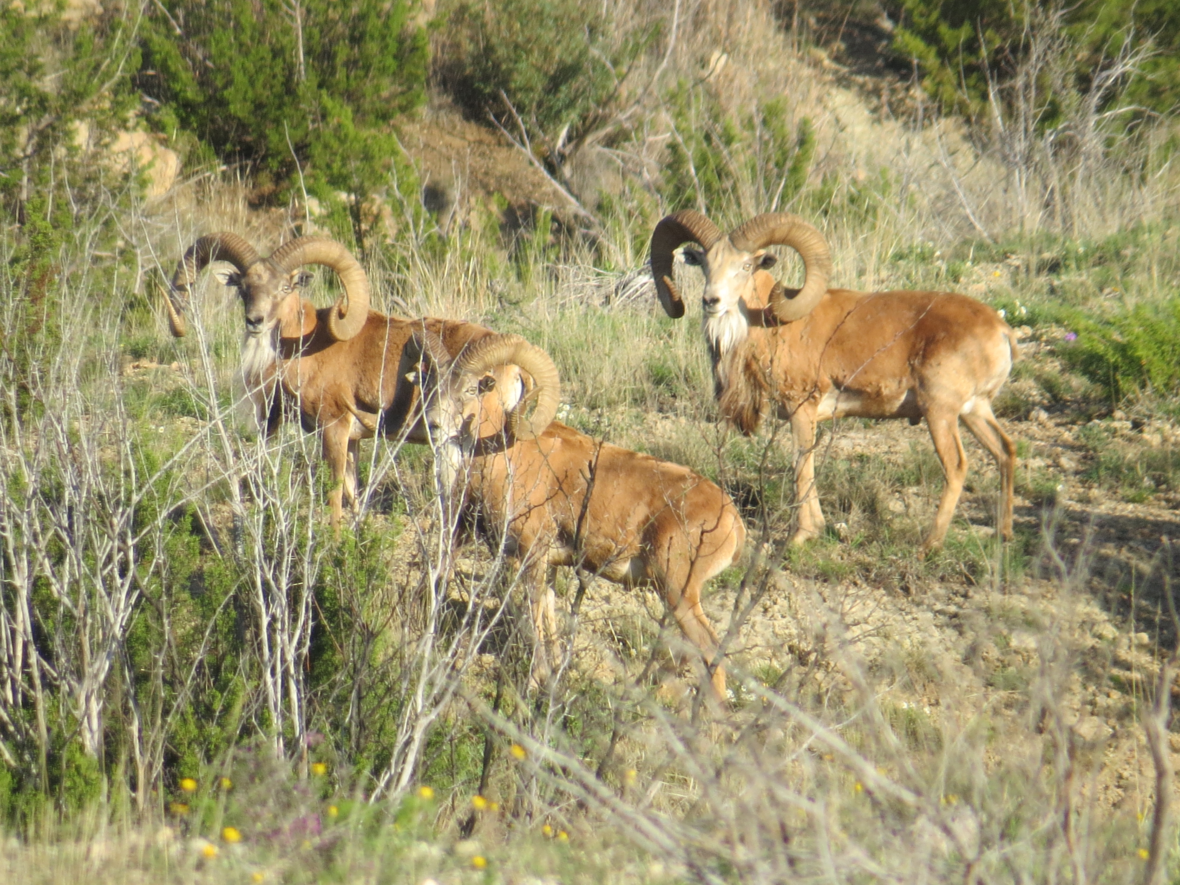 animals in the field