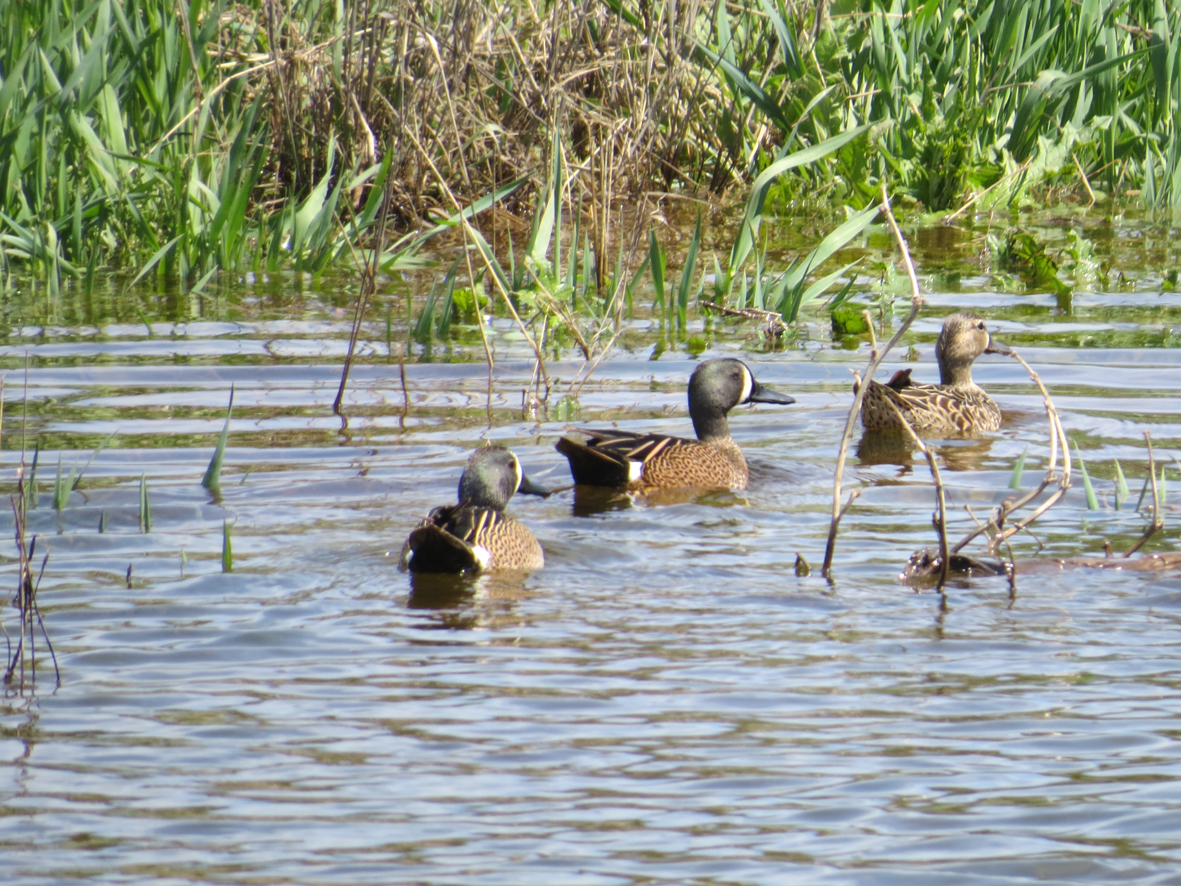 ducks in a creek