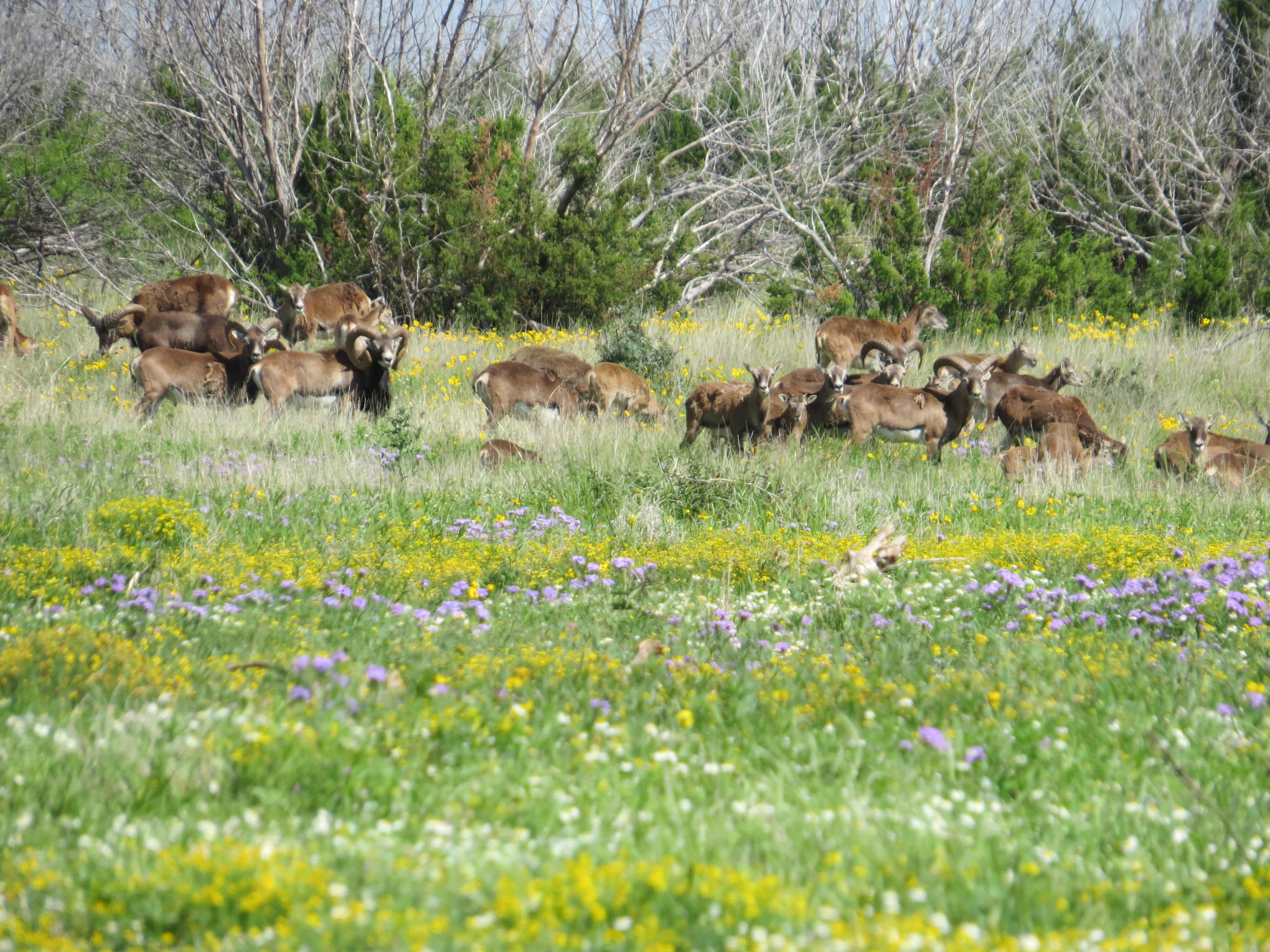 animals bunched together