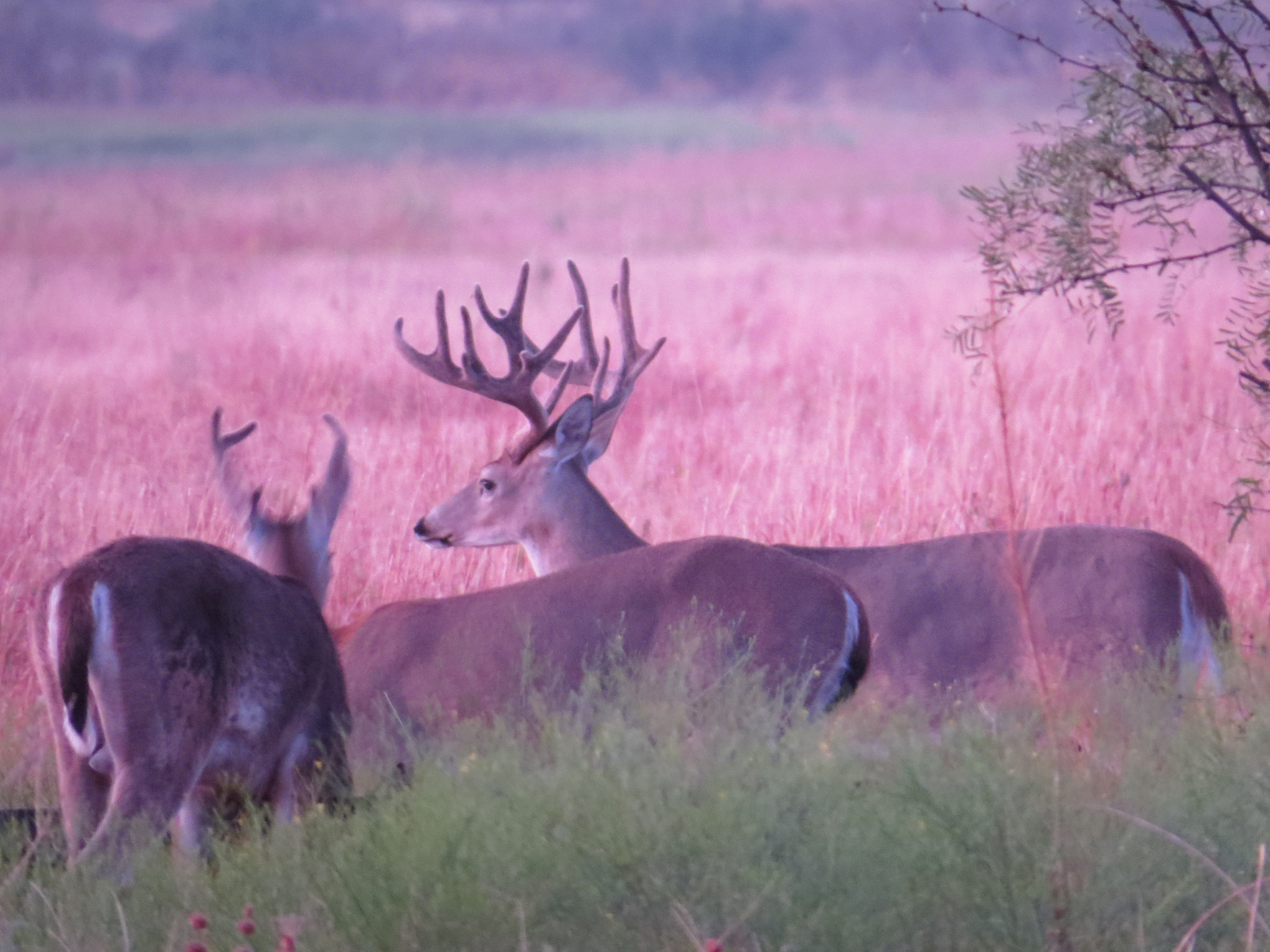 deer in a field