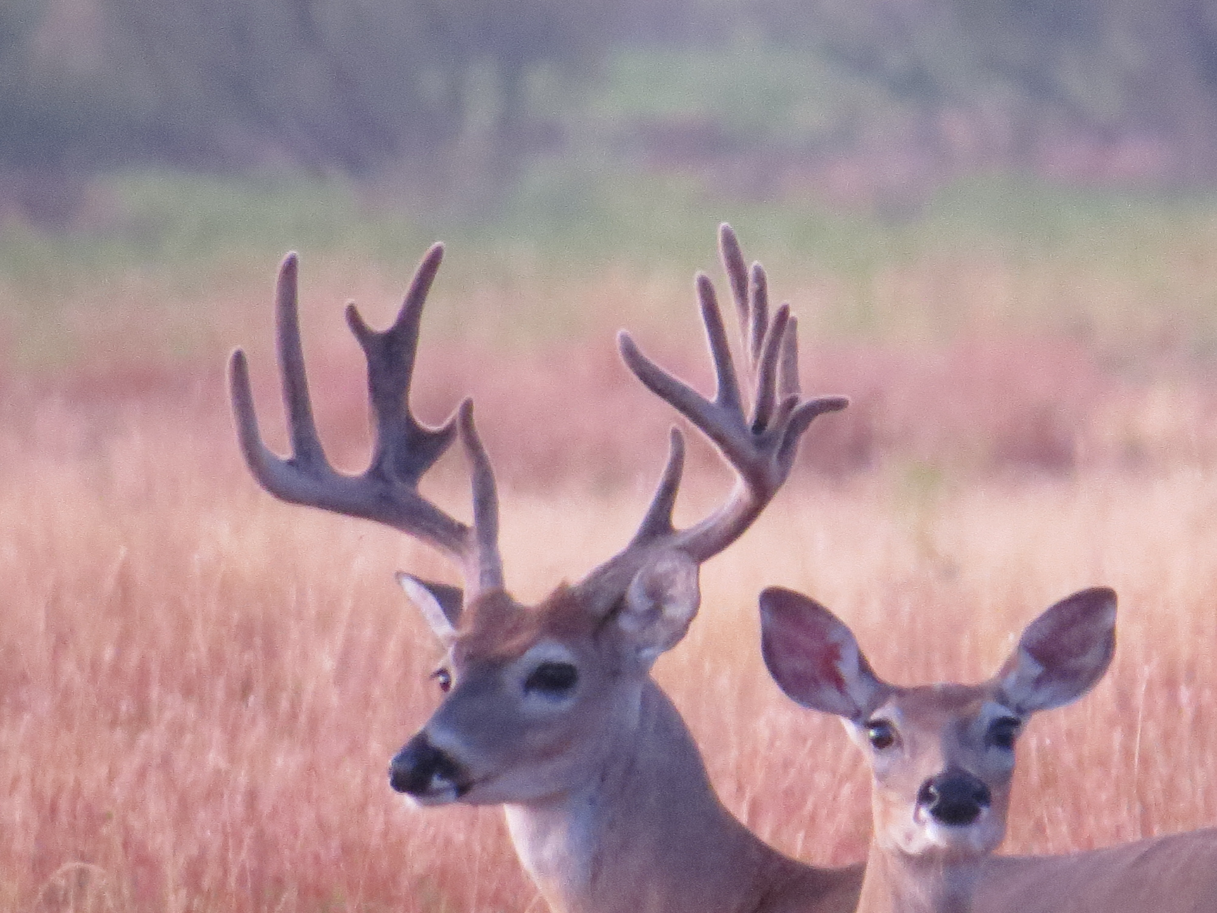 close up of deer