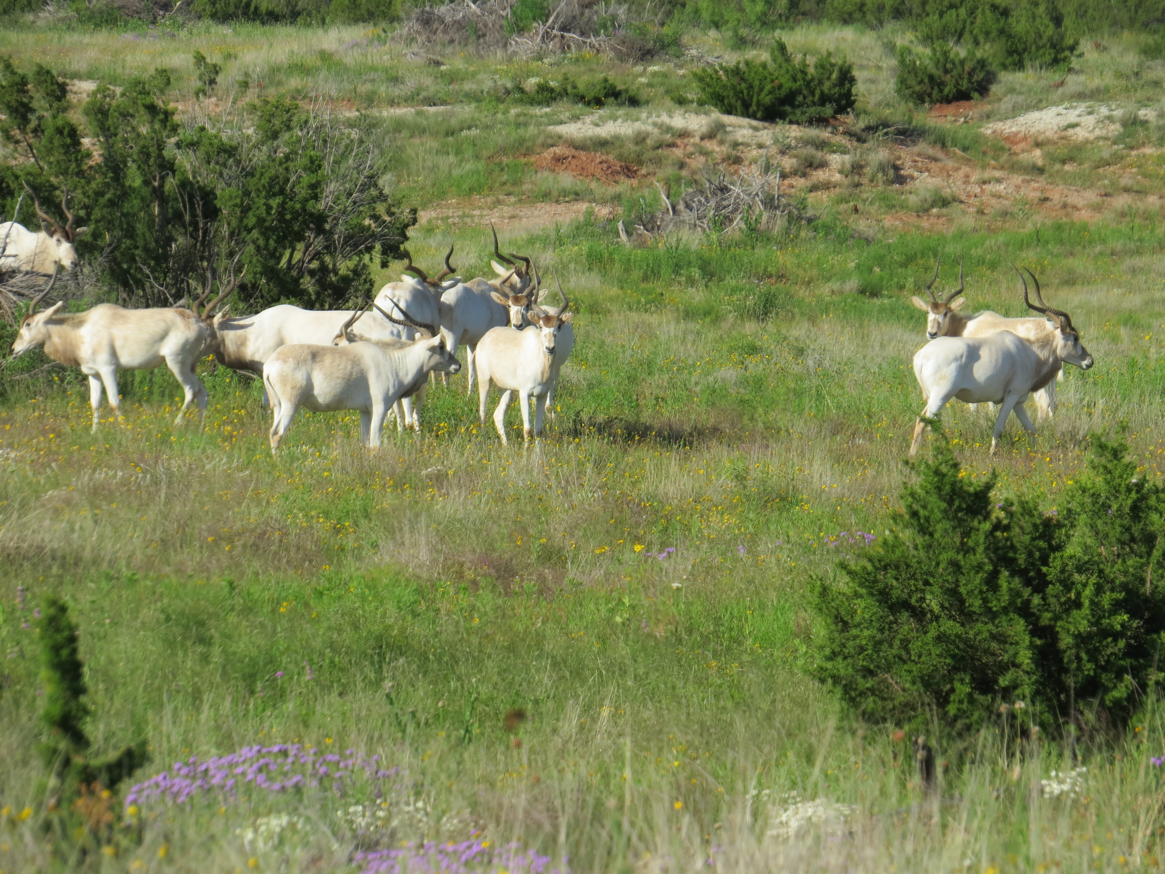 animals on a ranch