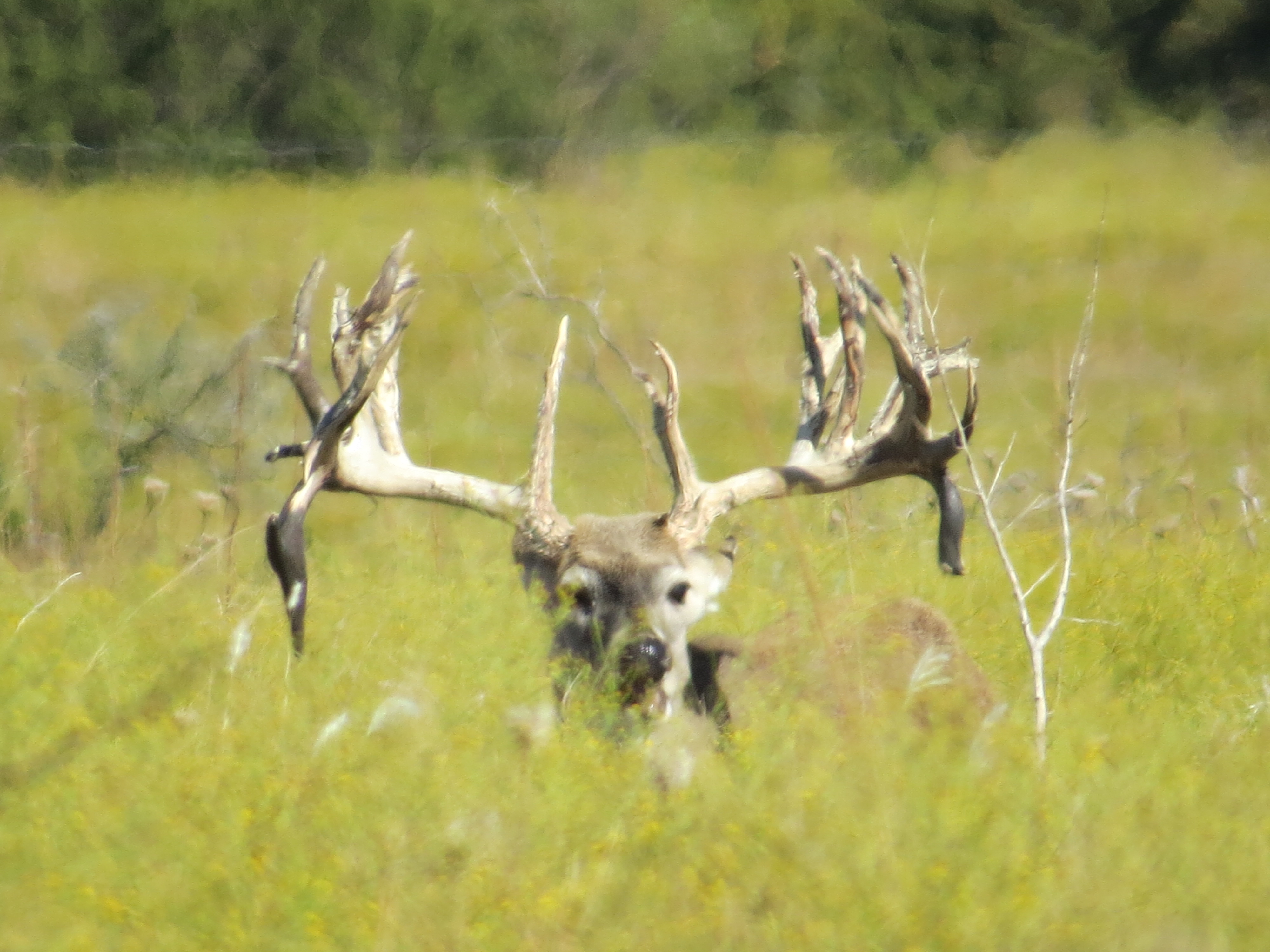 close up of deer